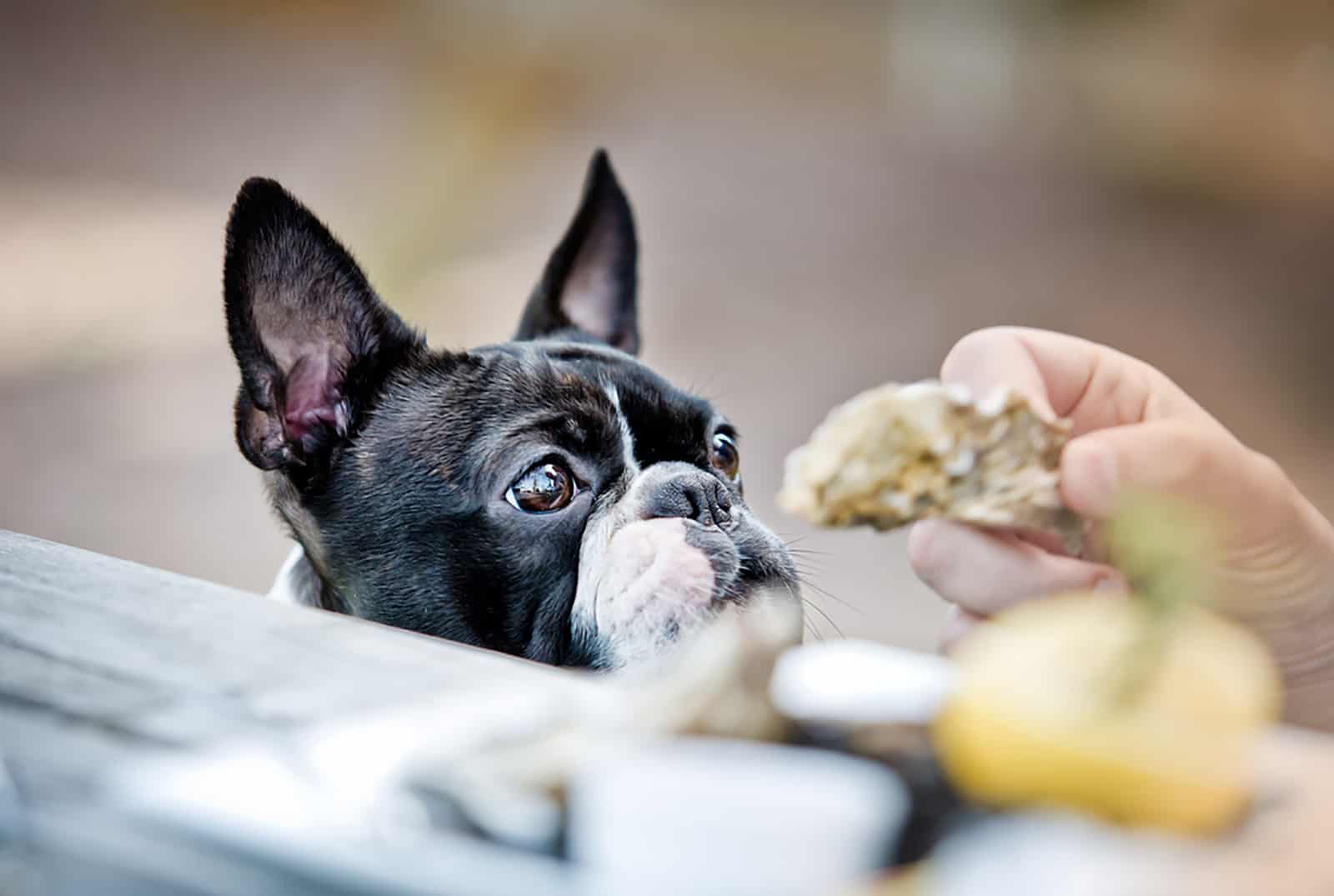 a person feeding boston terrier from hand