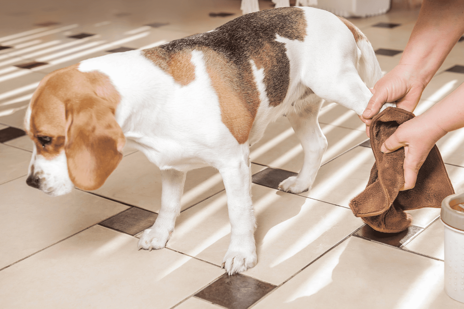 a woman disinfects a dog's paw