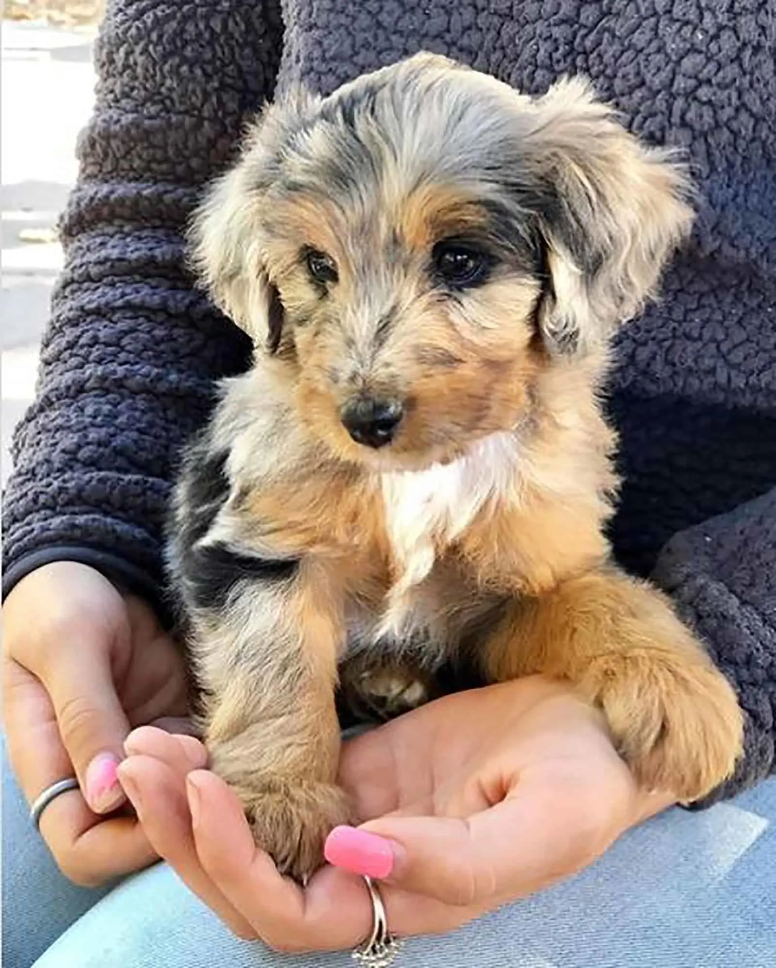 a woman holding toy aussiedoodle puppy