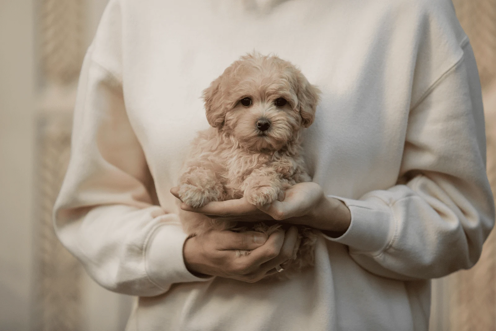a woman holds a Maltipoo puppy in her hand