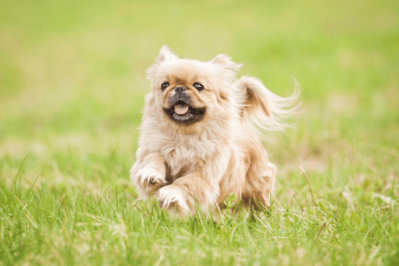 adorable Pekingese running across the field