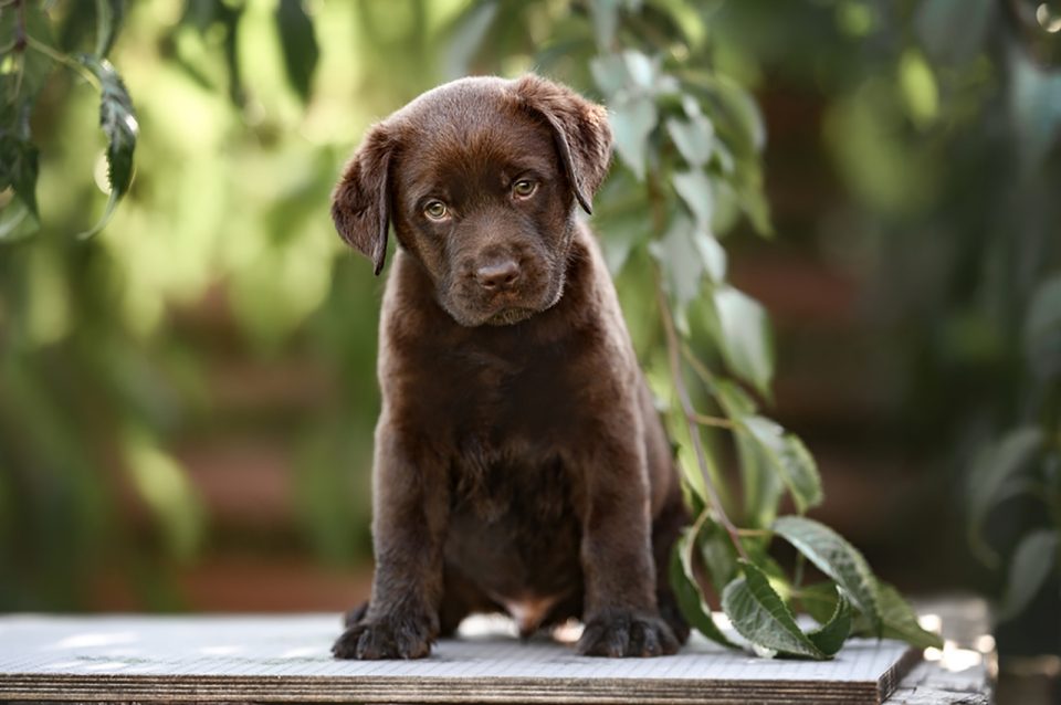11 Amazing Chocolate Lab Breeders From All Over The USA