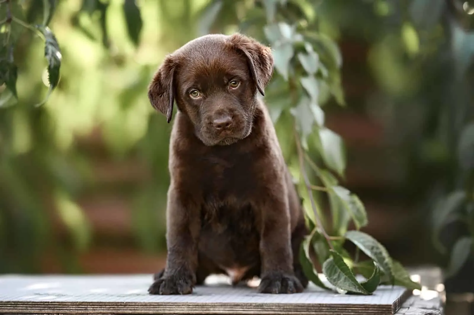 adorable chocolate puppy sitting outdoors