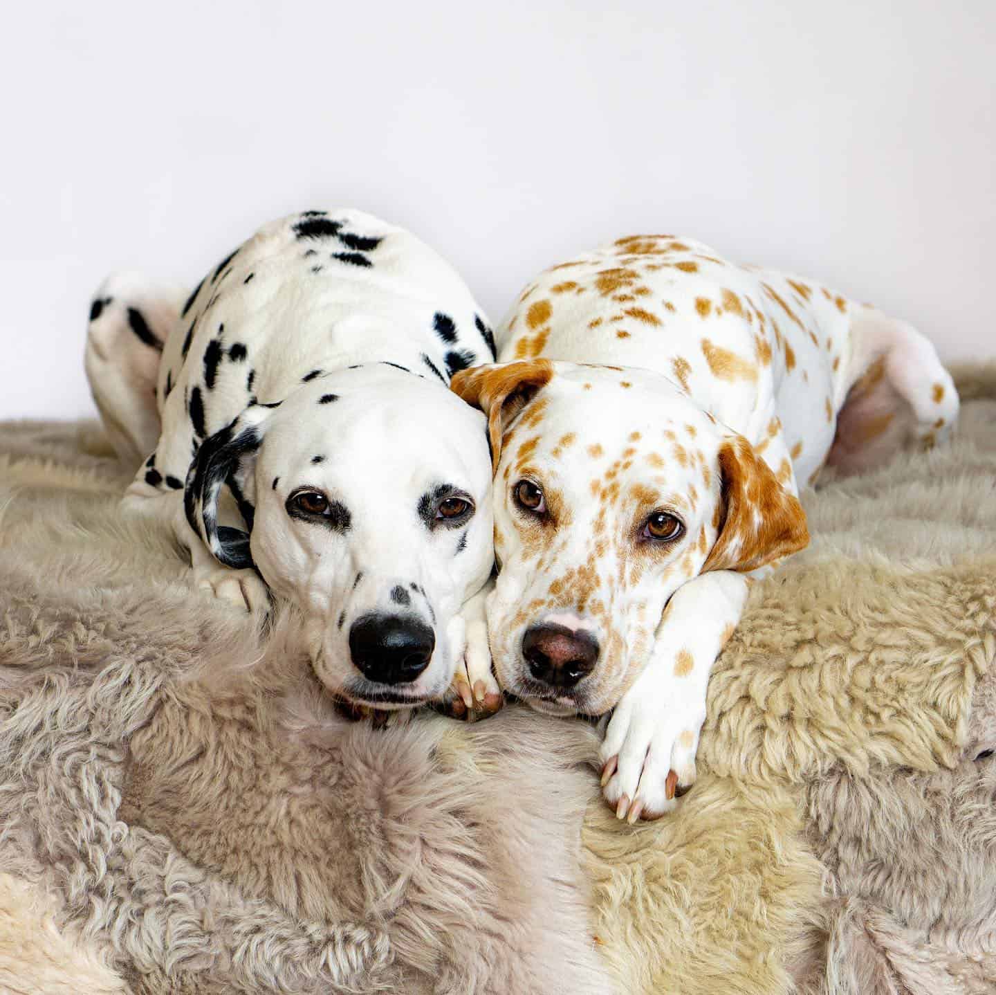 adorable dalmatian dogs laying together