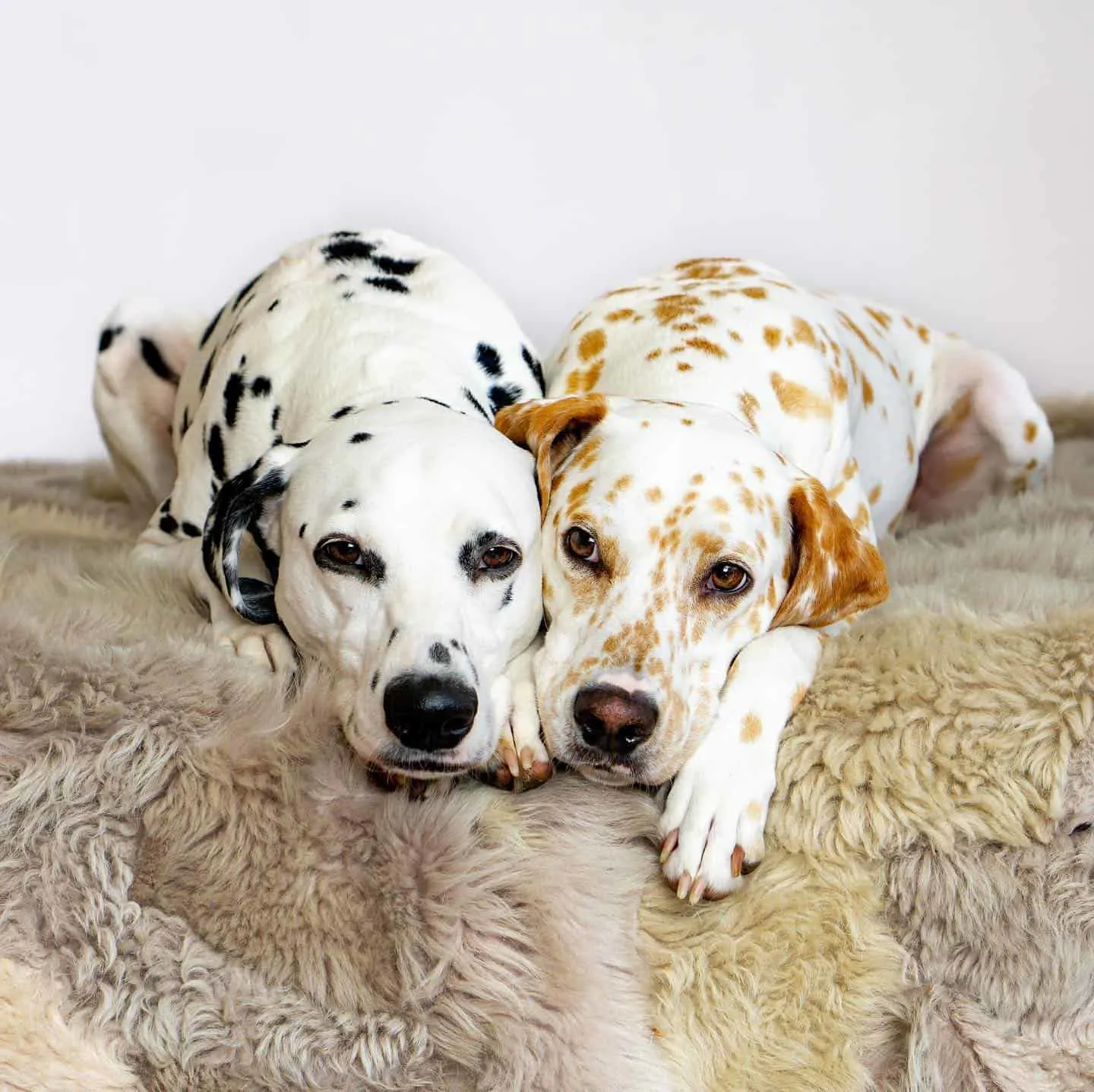 adorable dalmatian dogs laying together