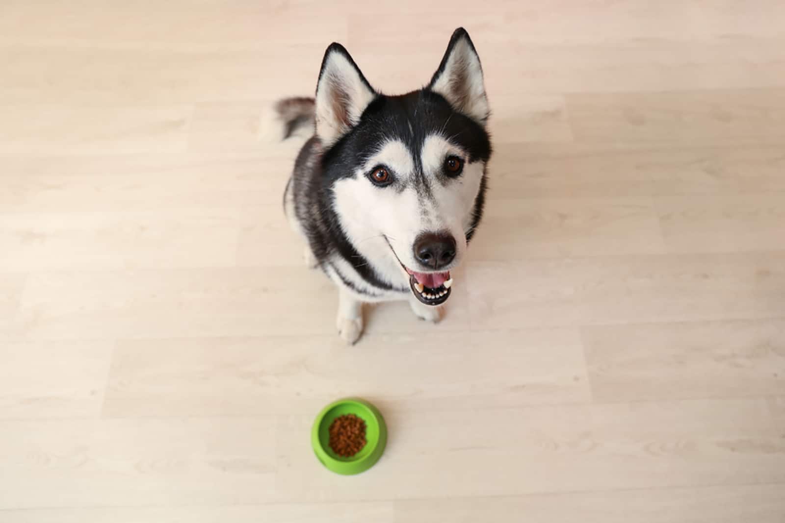 adorable husky dog waiting for food on wooden floor