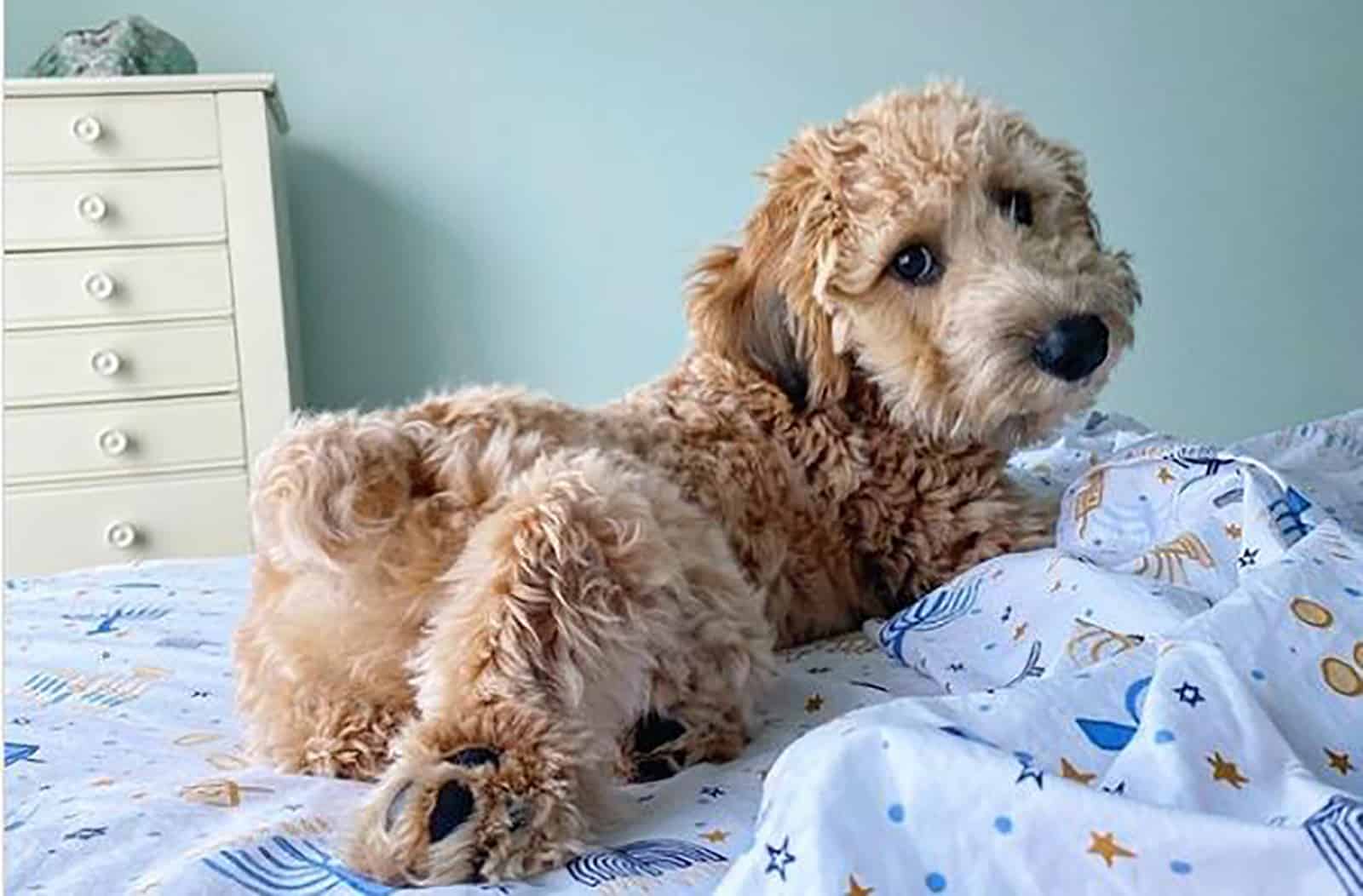 adorable mini whoodle lying on the bed