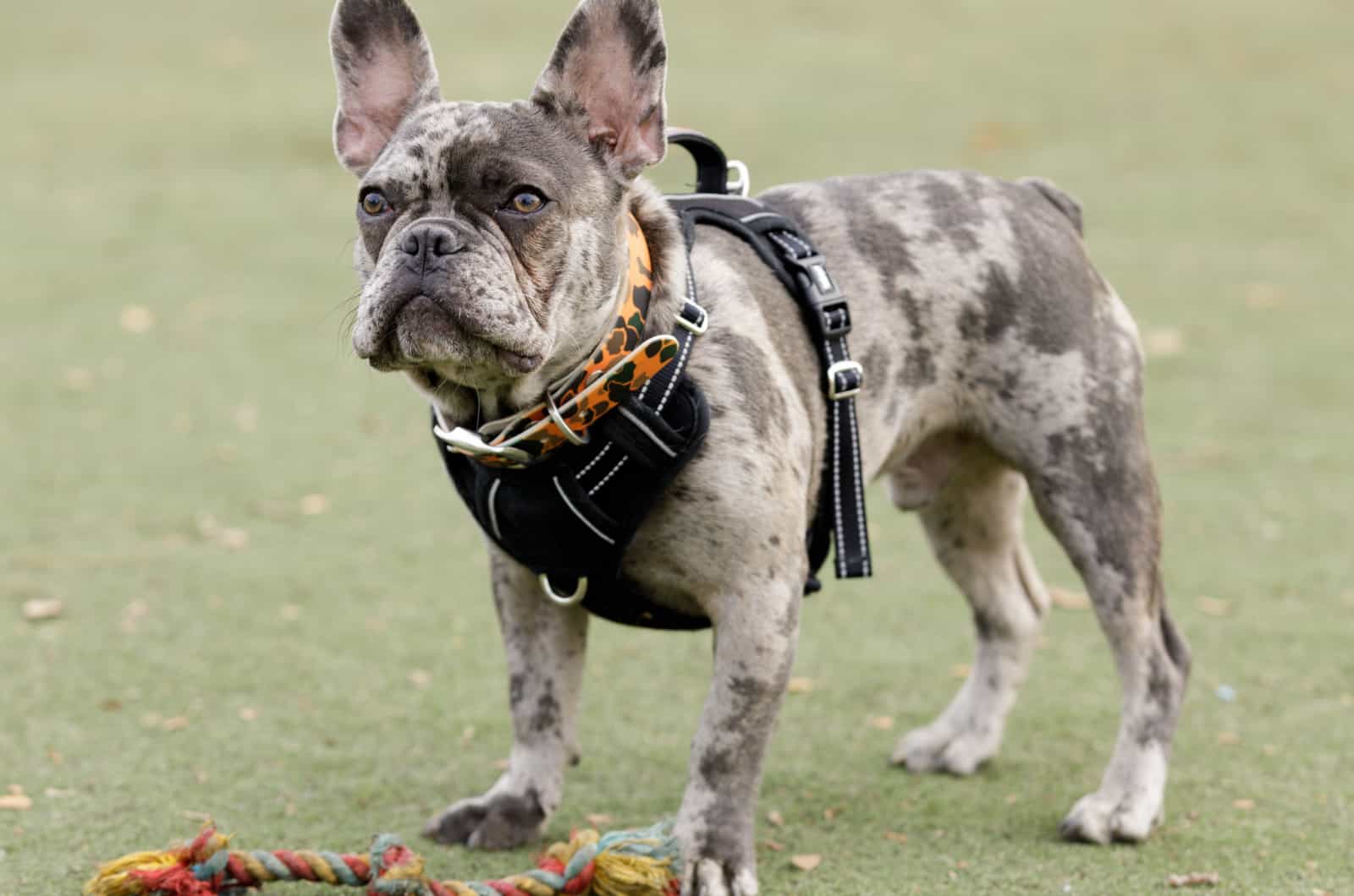 adult merle french bulldog