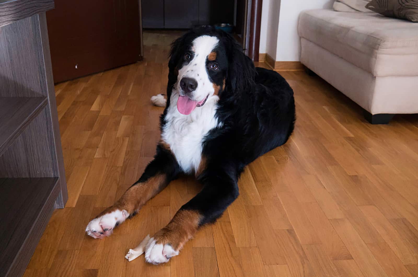 adult saint bernard dog lying on the floor