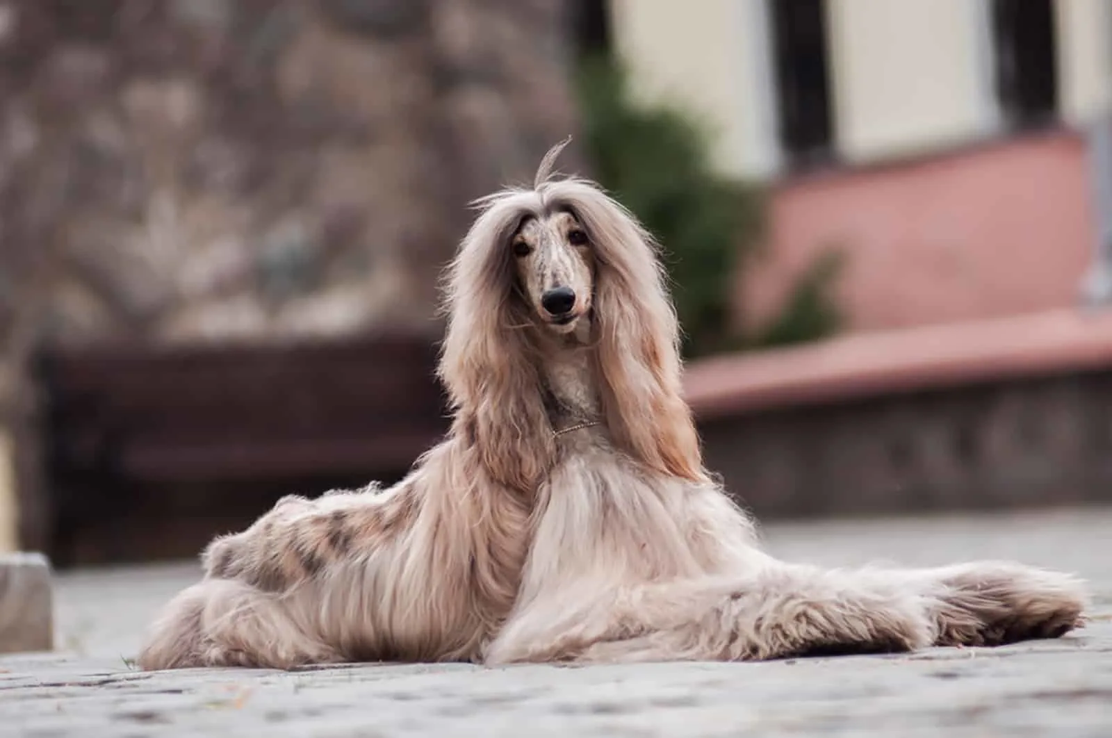 afghan hound lying outdoors