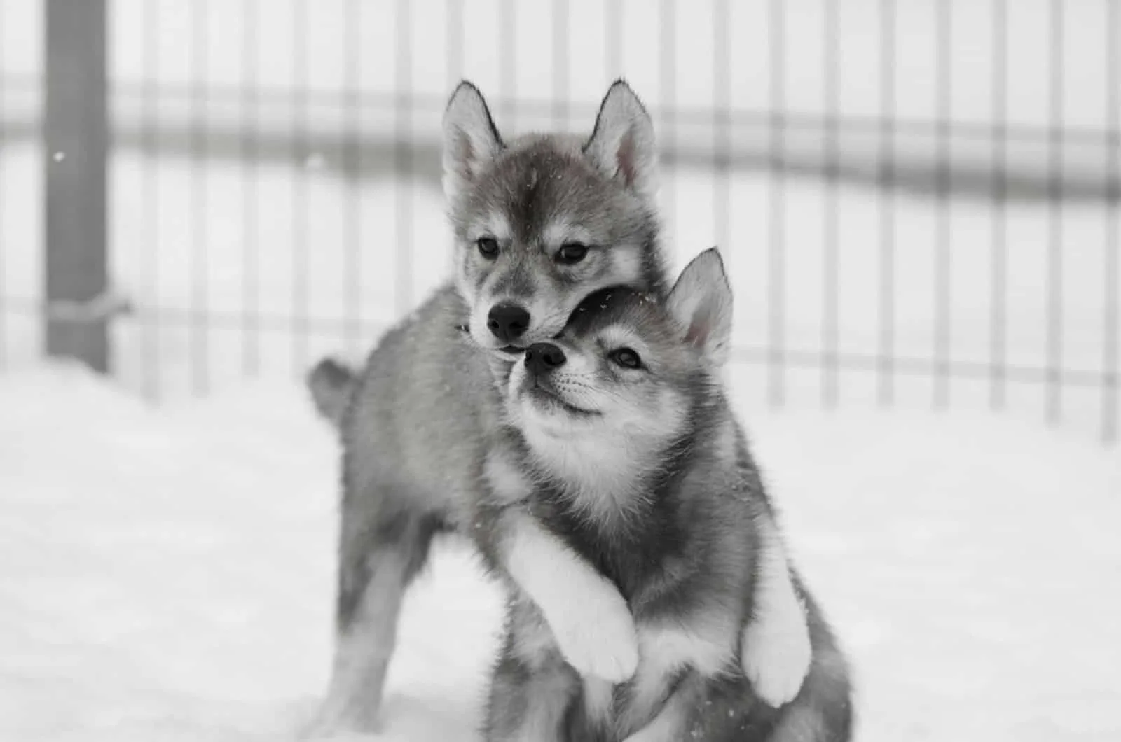 agouti husky puppies playing on the snow