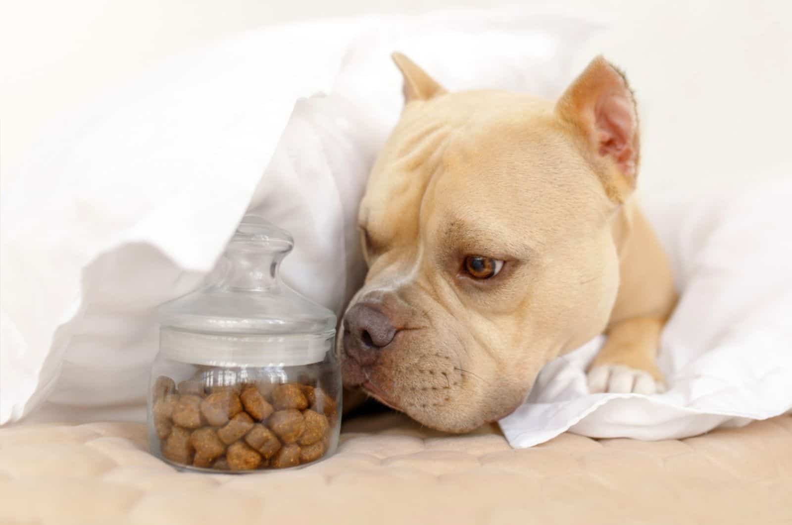 american bully dog want to eat delicious feed on the bed