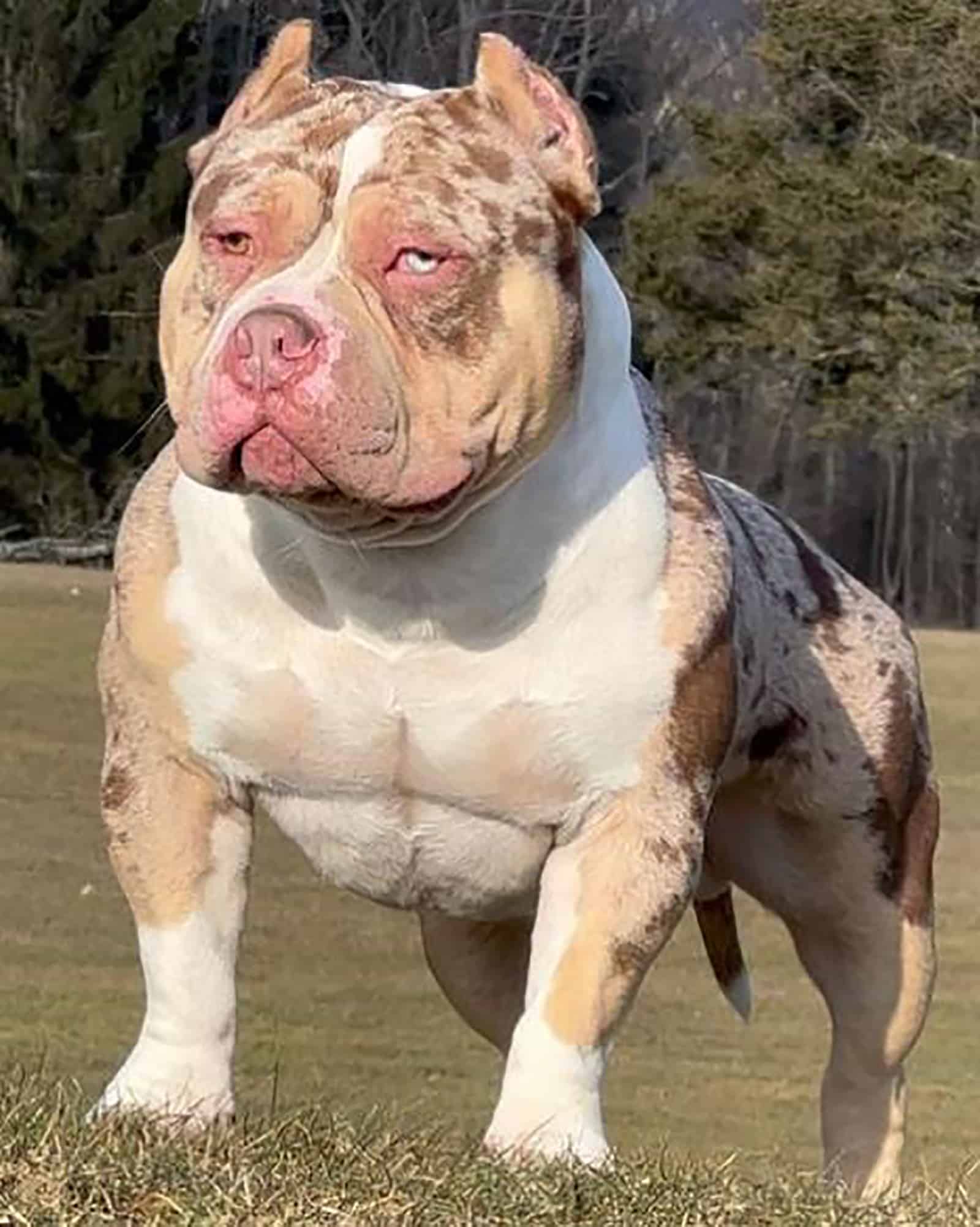 american bully dog standing on the grass