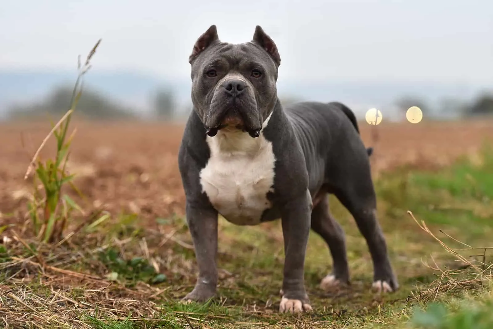american pocket bully standing in the country field