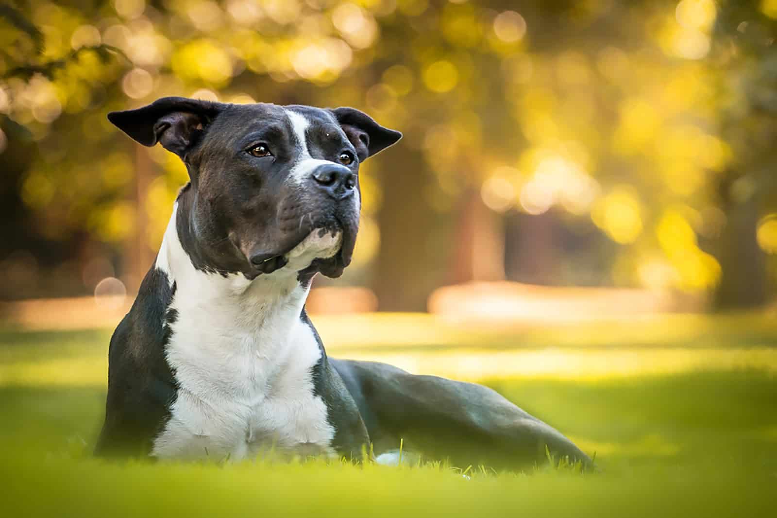 american staffordshire terrier lying in the grass