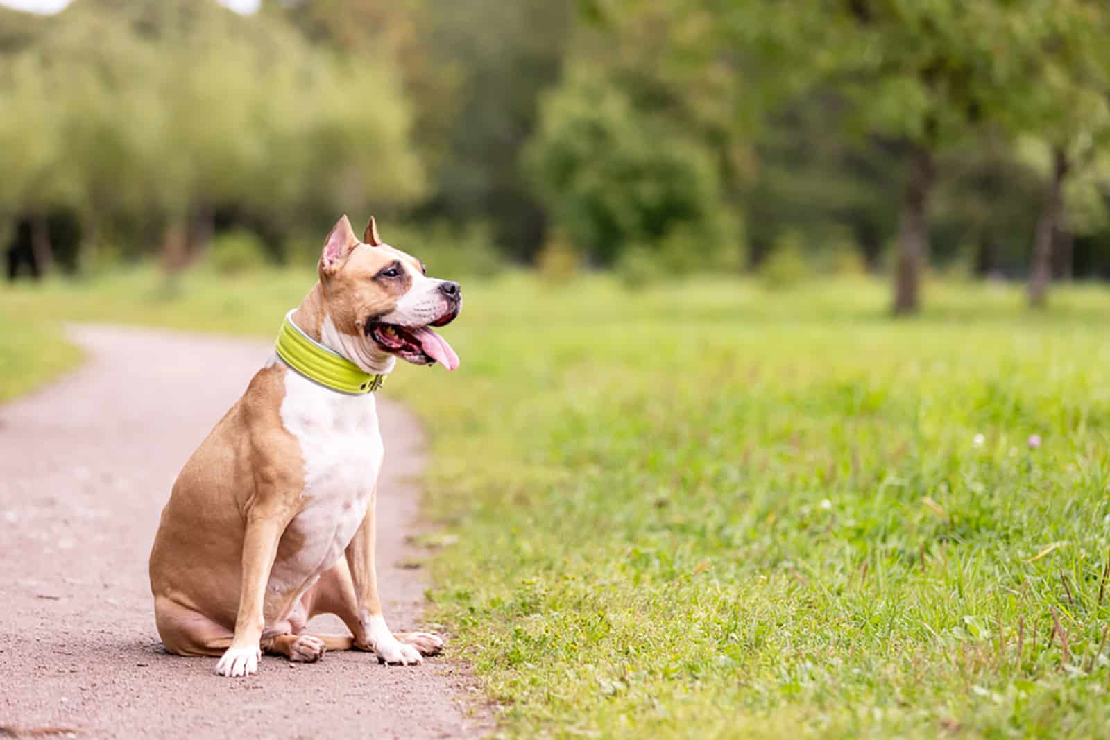 american staffordshire terrier with cropped ears