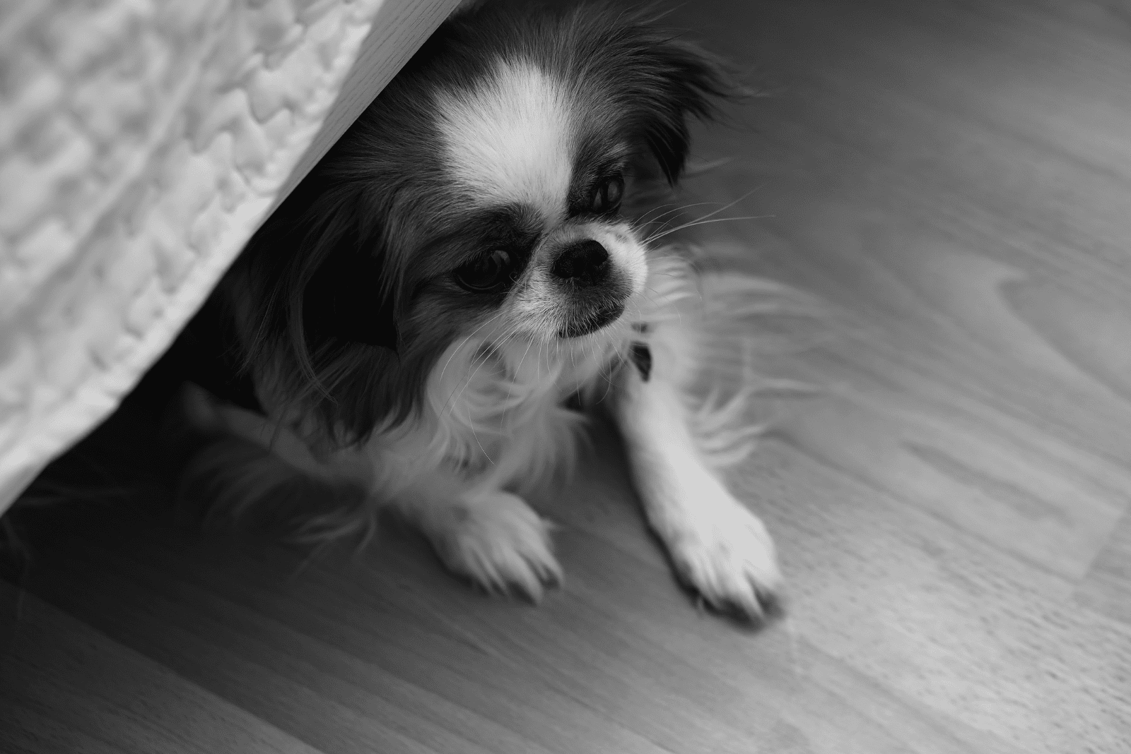 an adorable dog sits under the bed