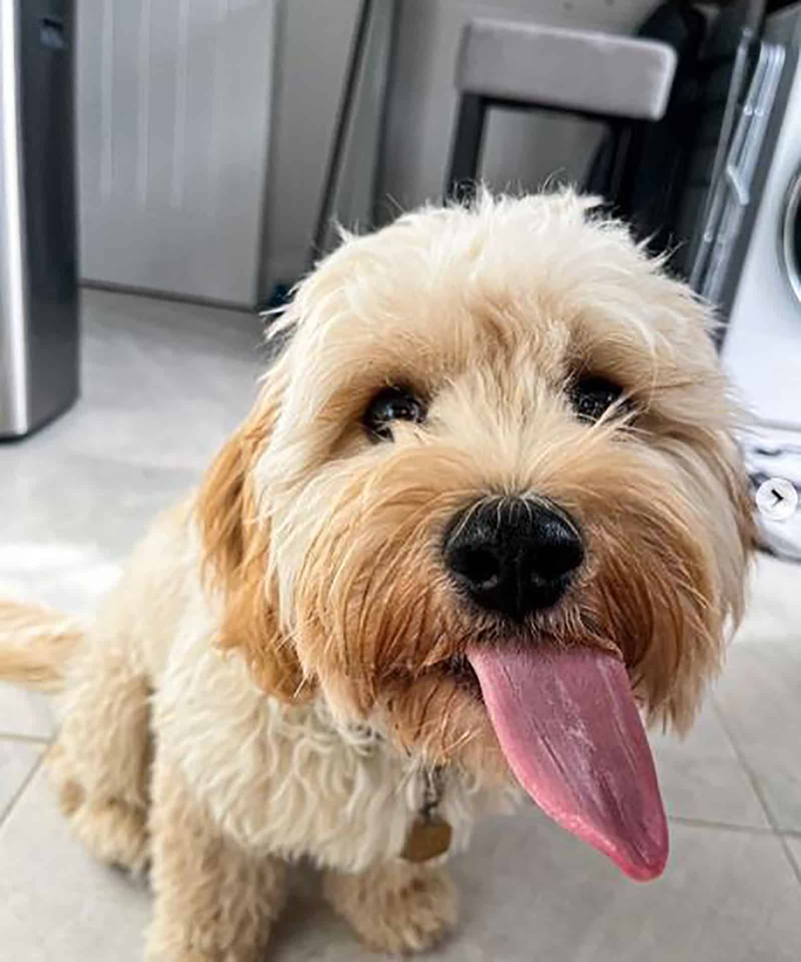 apricot cavachon with his tongue out sitting indoors