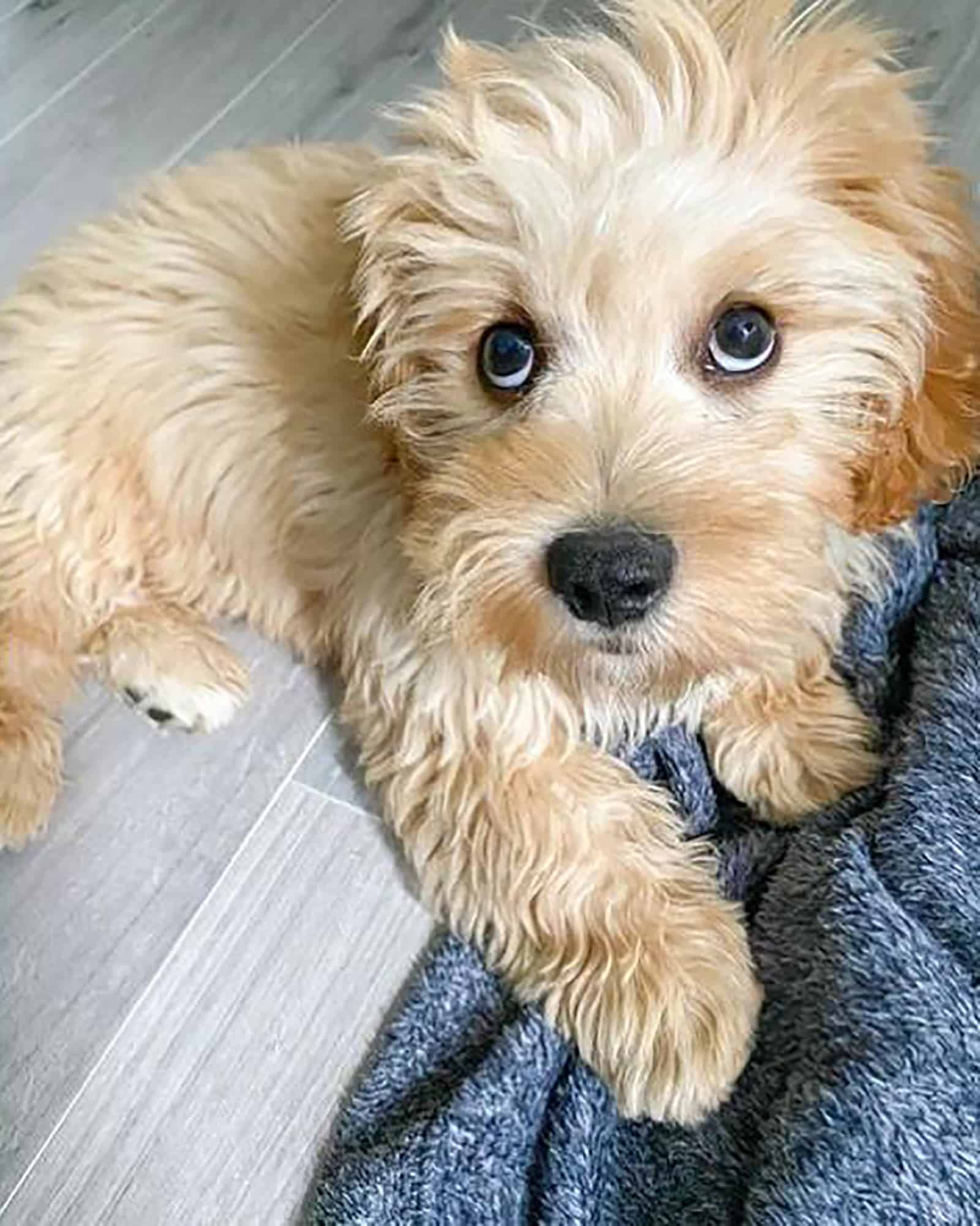 apricot cavachon lying on the floor