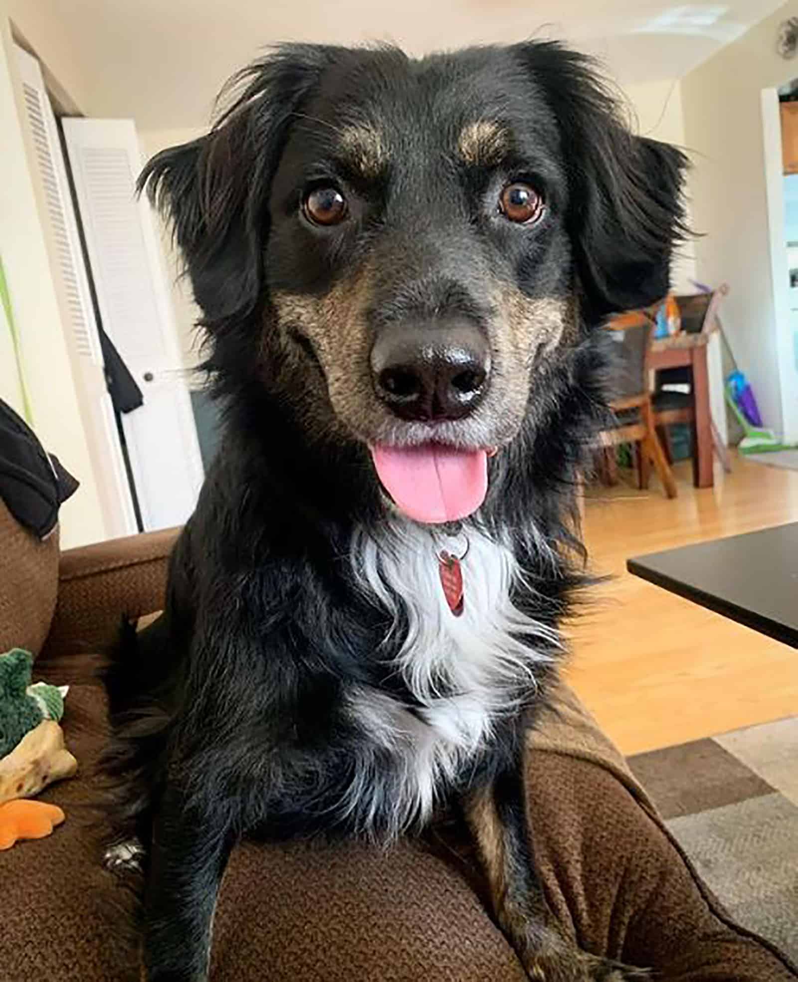 aussie rottie dog sitting on the couch