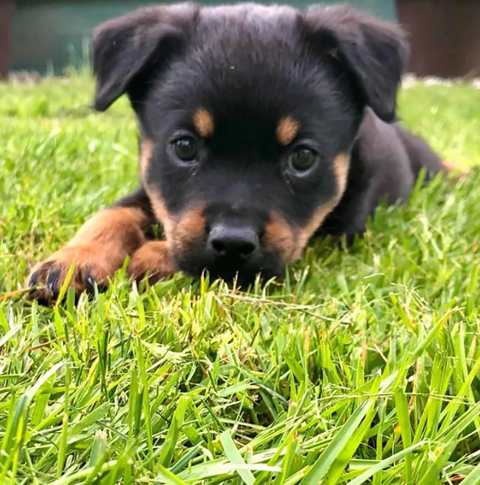 aussie rottie puppy lying on the grass in the park