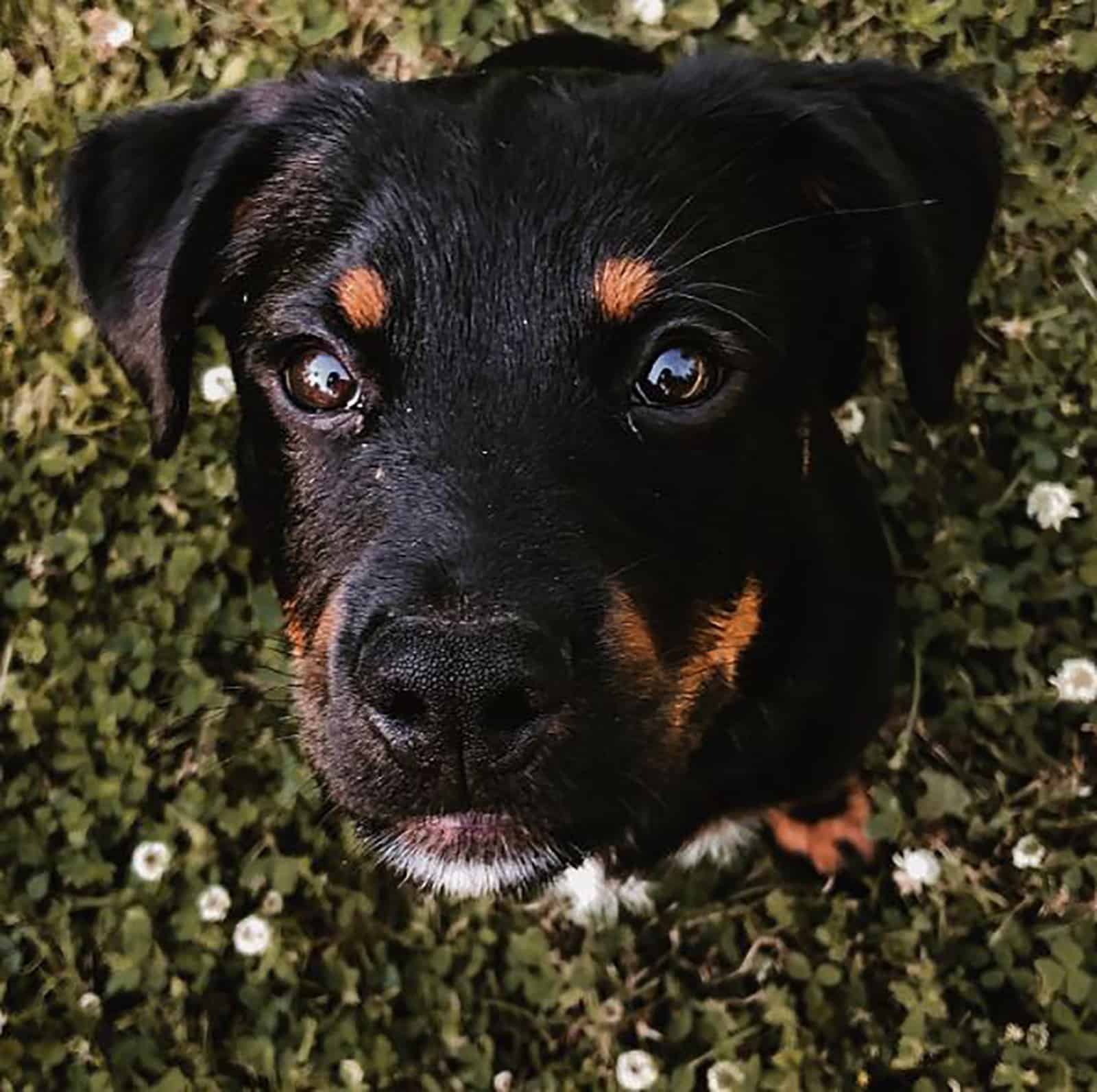aussie rottie puppy sitting on the grass