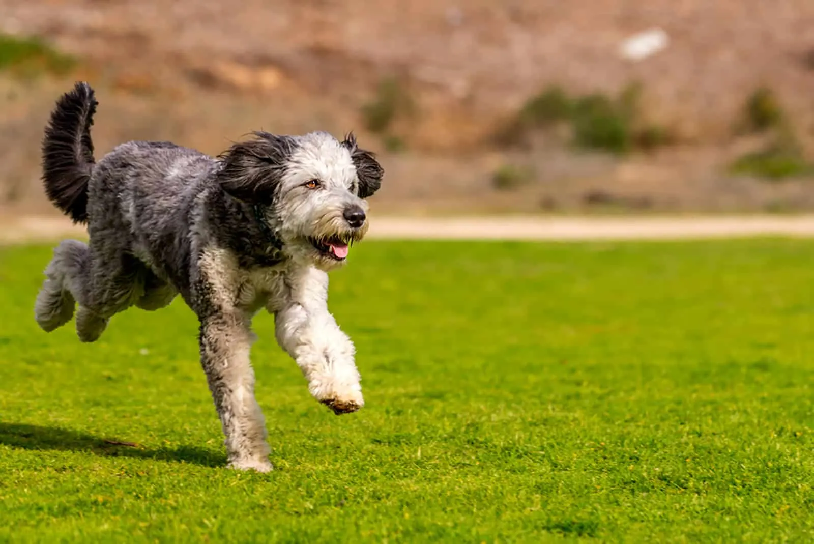 aussiedoodle dog running in the park