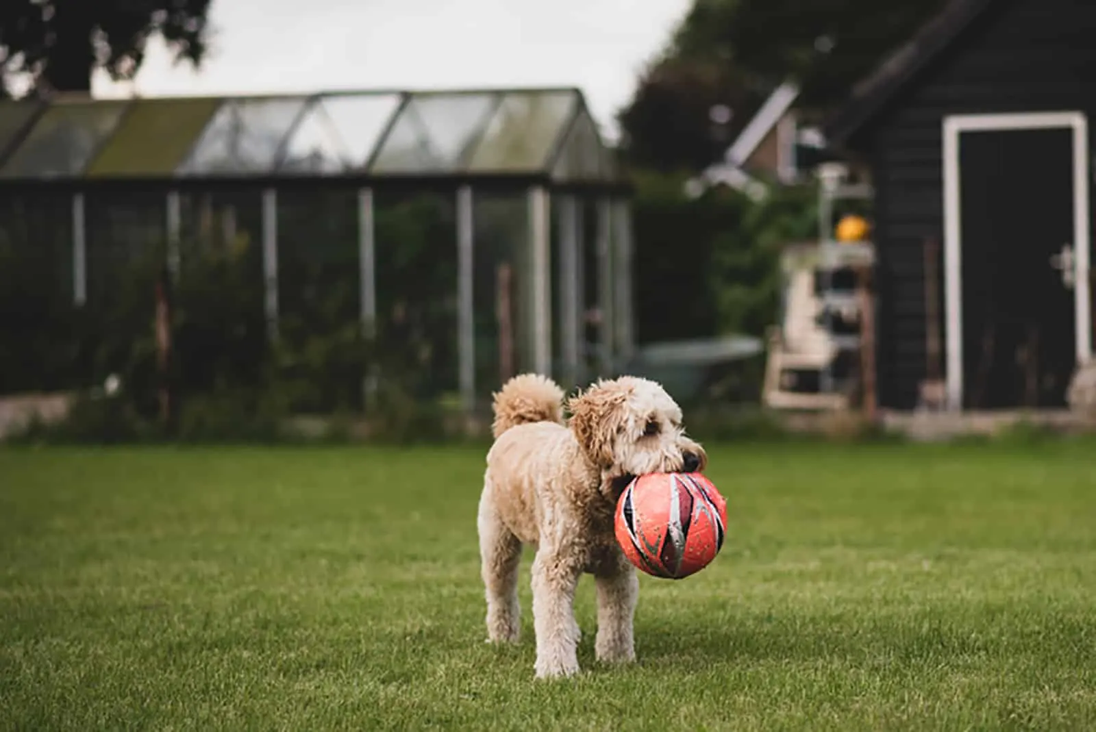 aussiedoodle puppy playing with a ball in the garden