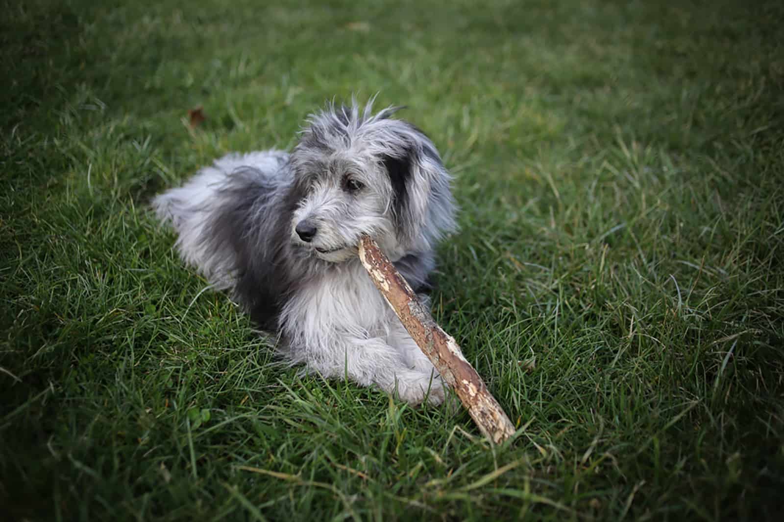 aussiedoodle puppy playing with a stick in the park
