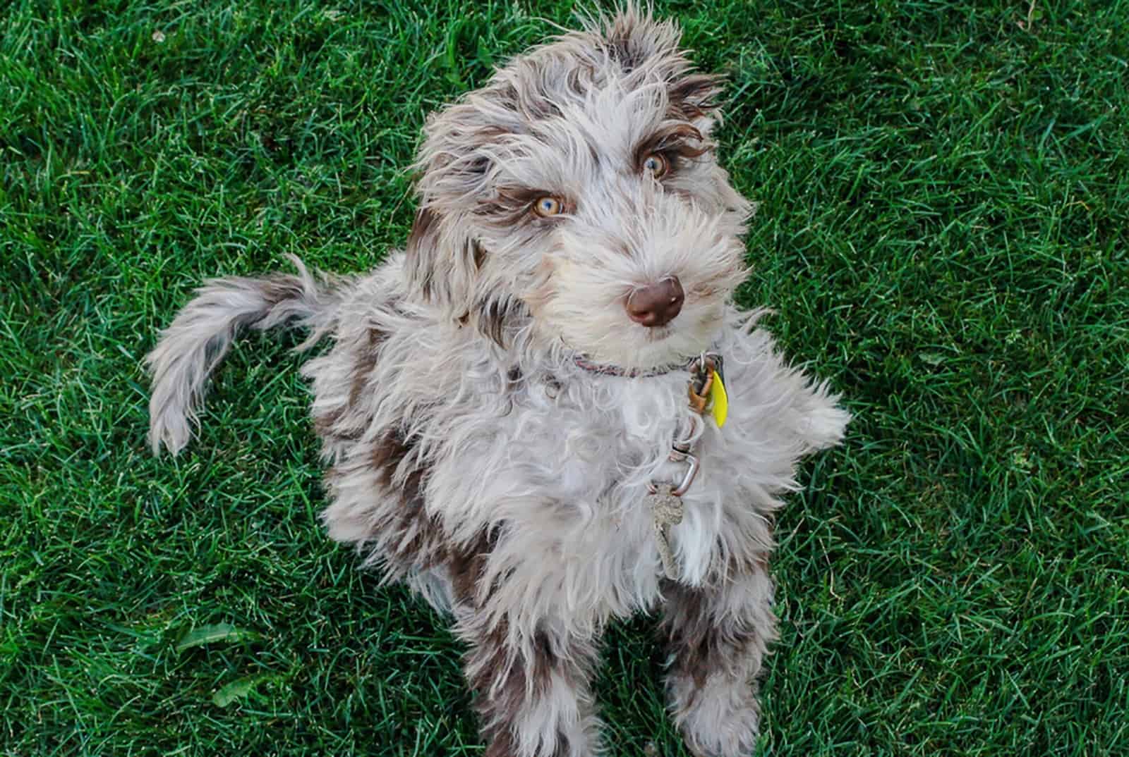 aussiedoodle puppy sitting in the grass in the park