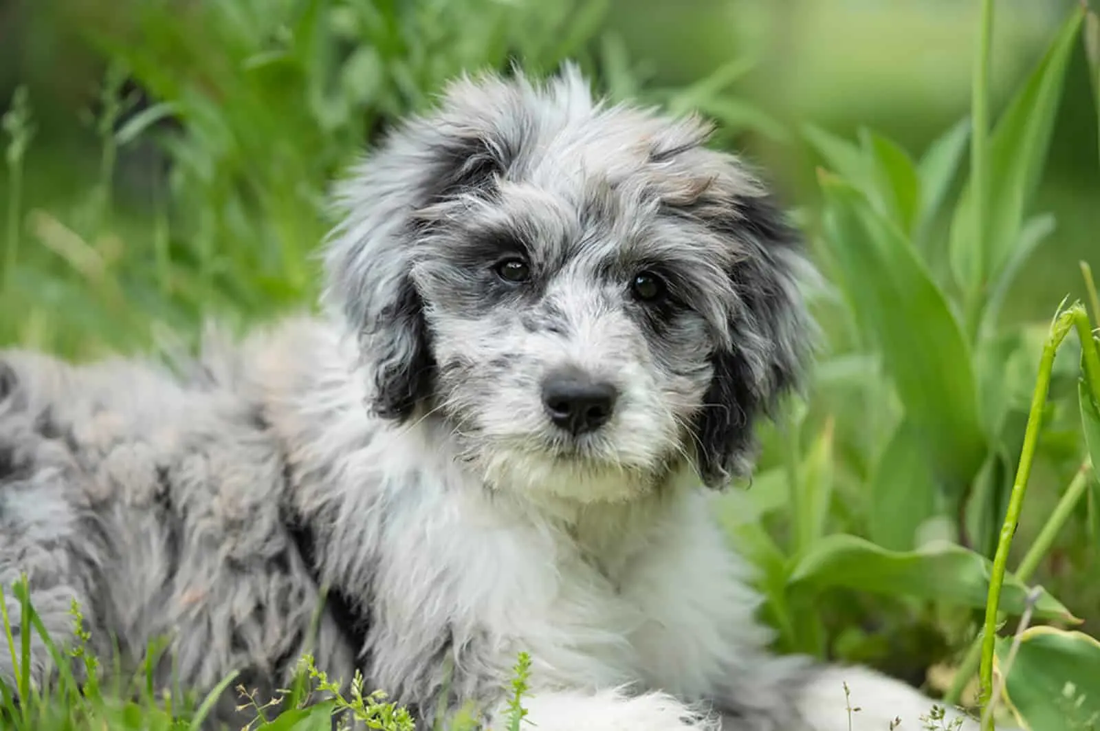 aussiedoodle puppy lying in the grass