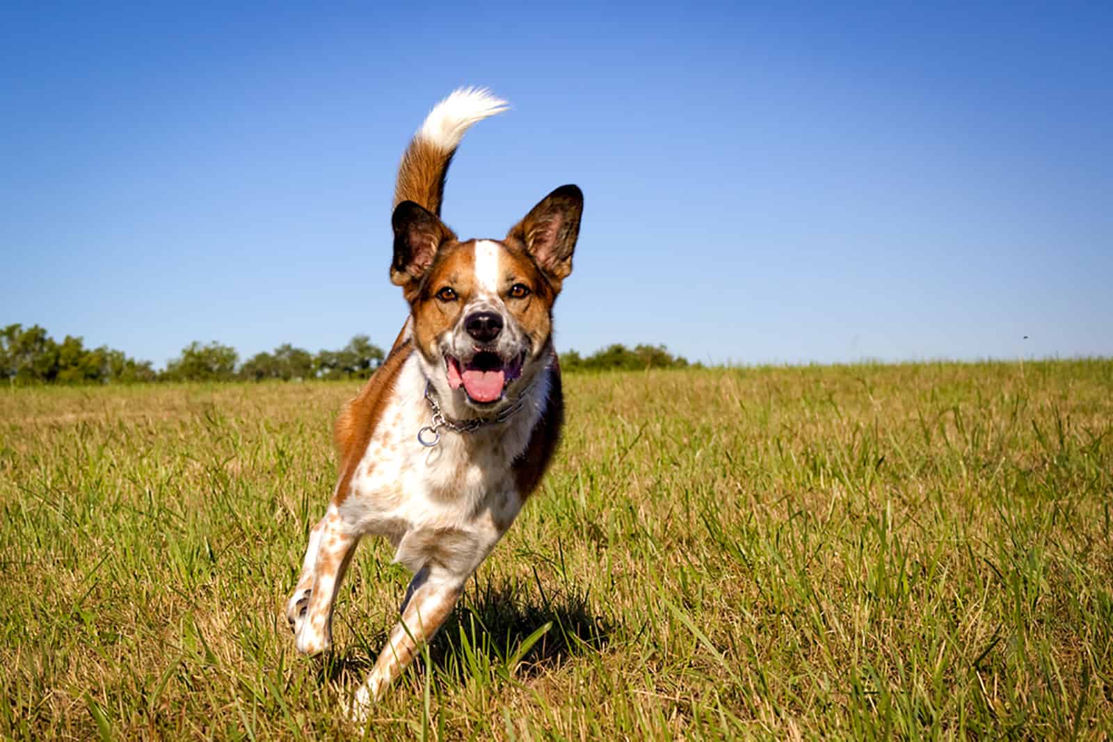 australian cattle dog running in the field