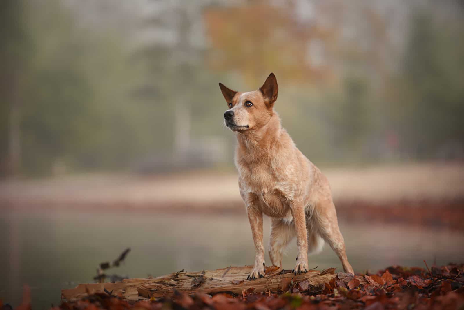 australian cattle dog in the forest