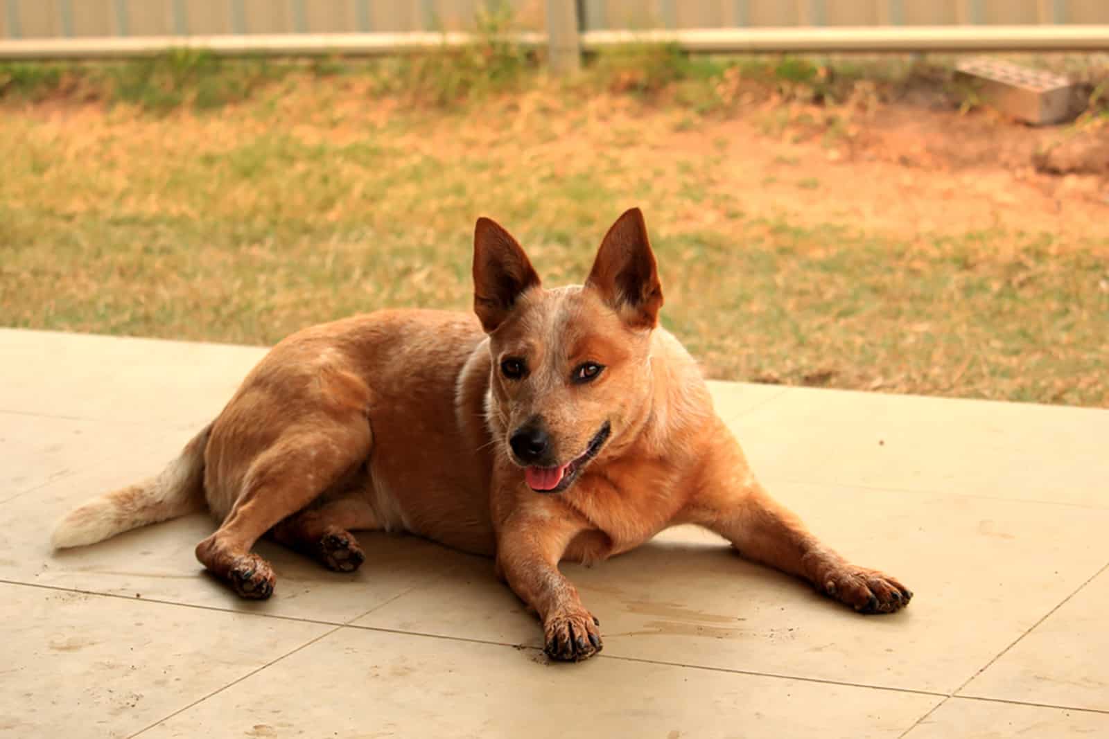 australian red cattle dog resting outdoors