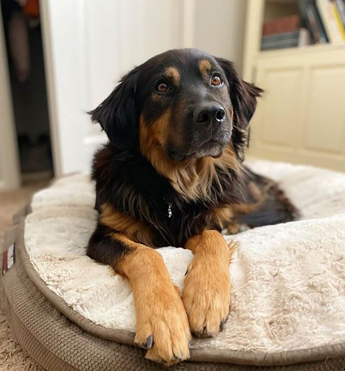 Australian Shepherd Rottweiler Mix: Beauty And Brawn