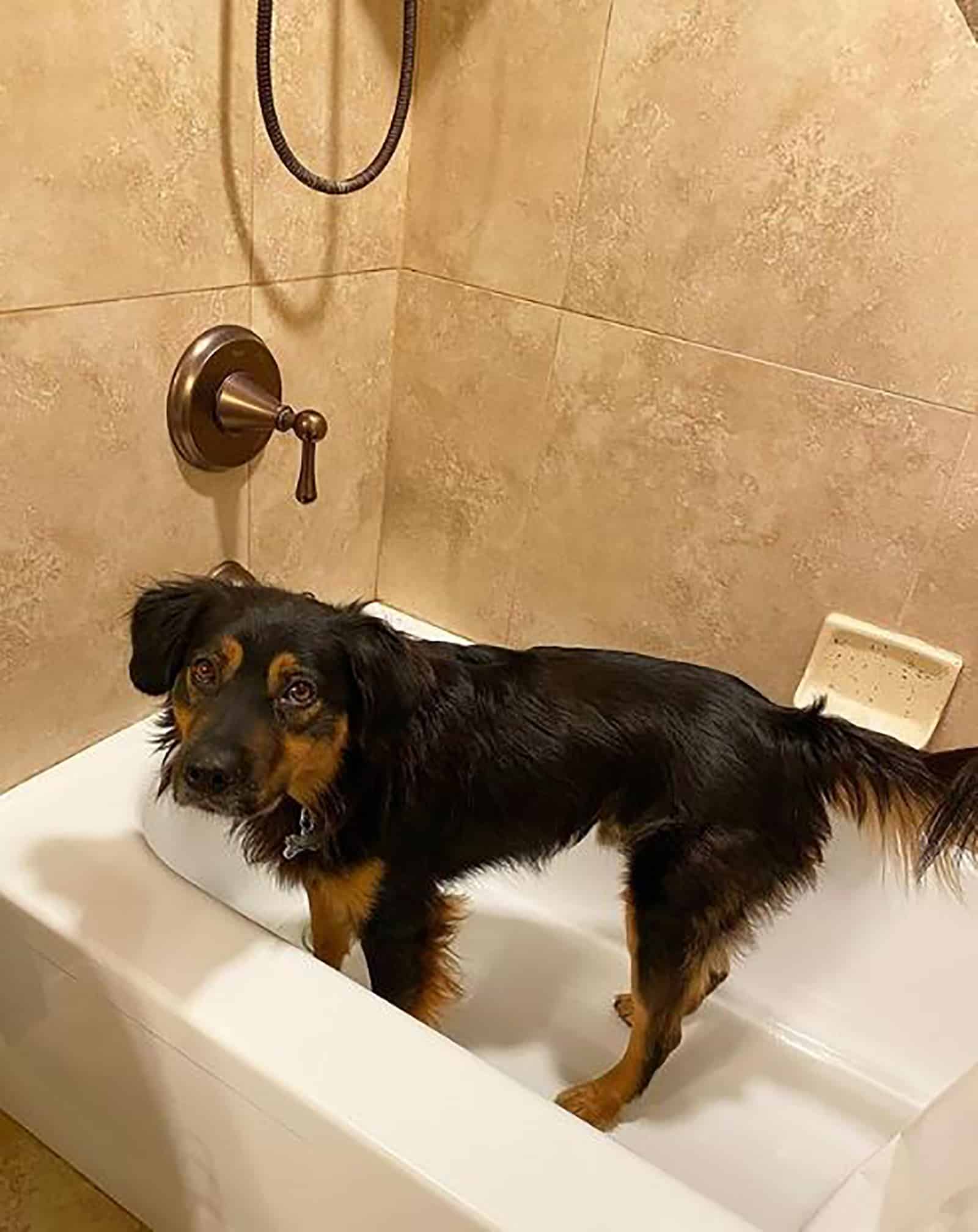 australian shepherd rottweiler dog standing in a bath in a bathroom