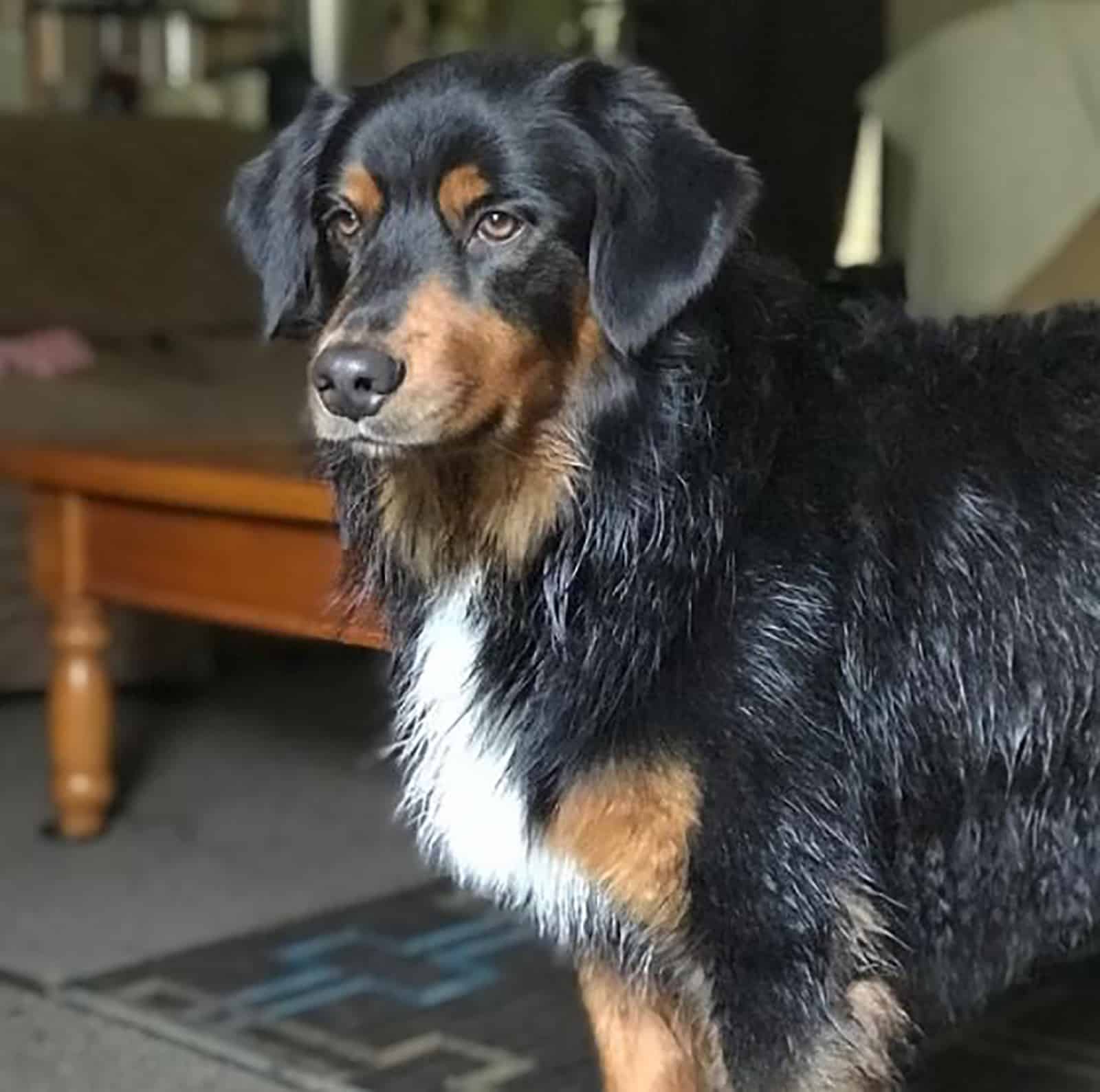 australian shepherd rottweiler mix dog standing indoors and posing