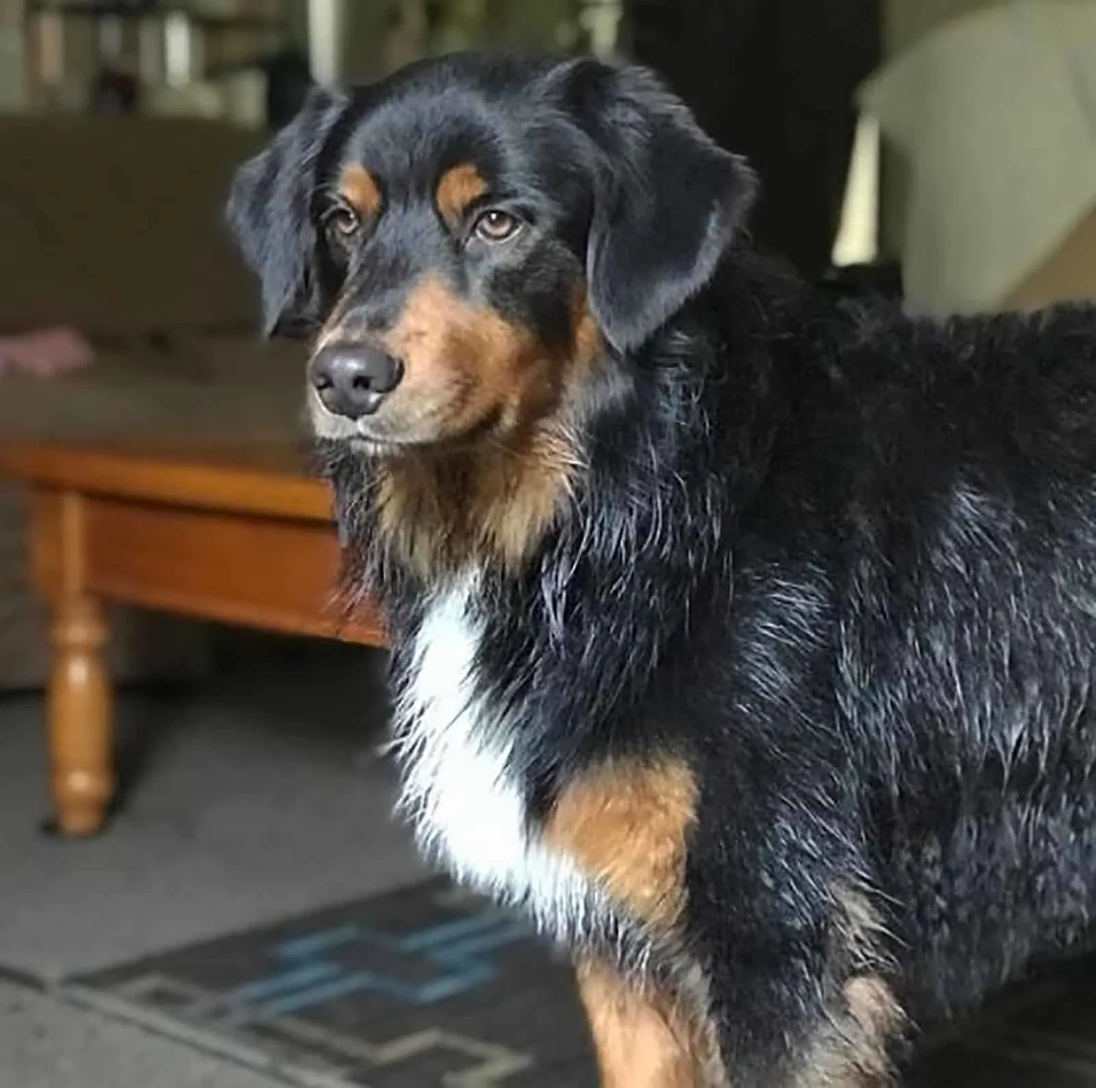 australian shepherd rottweiler mix dog standing indoors and posing