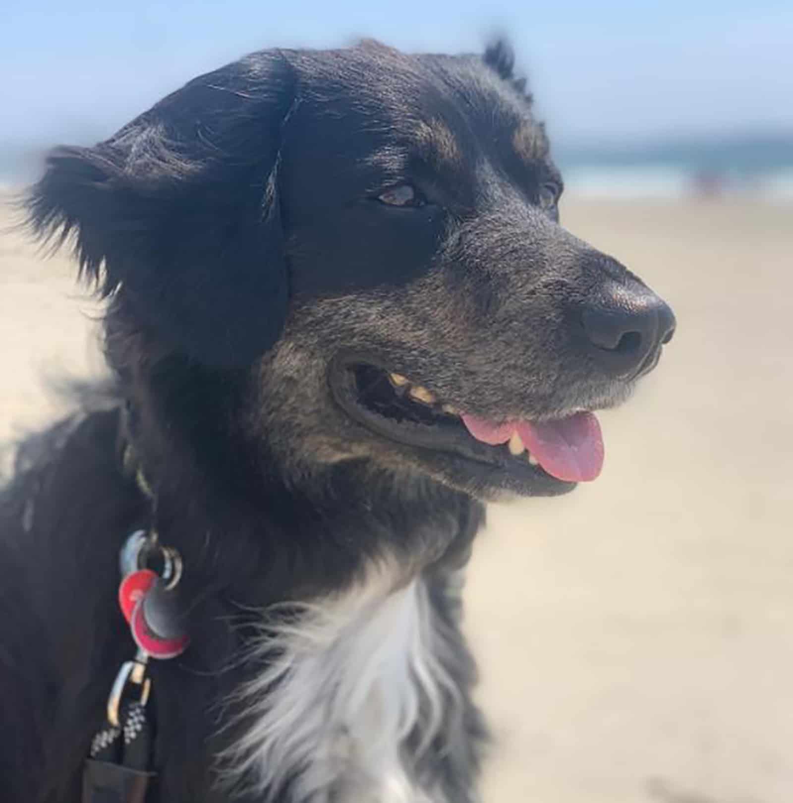 australian shepherd rottweiler mix on the beach