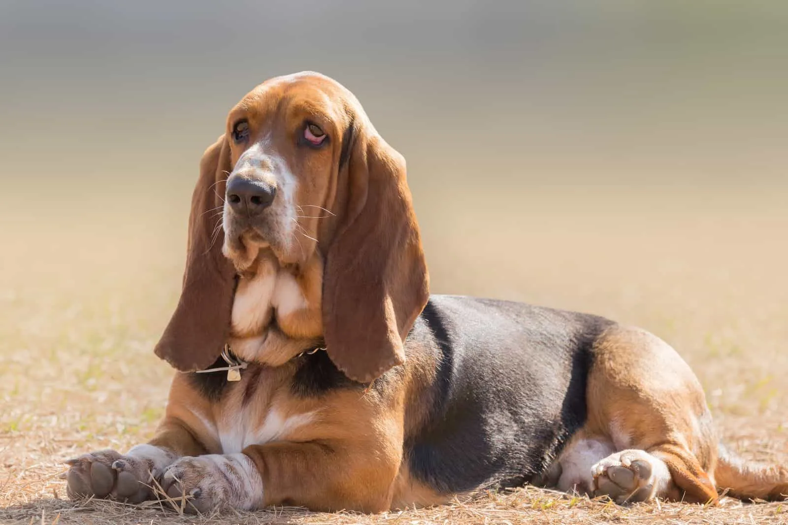 what do you feed your basset hound