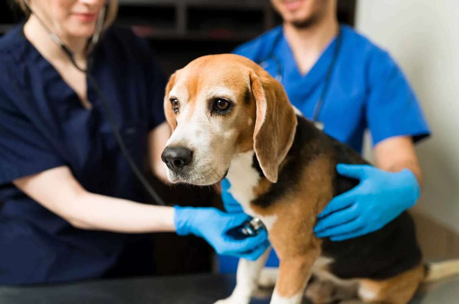 beagle examined at the vet