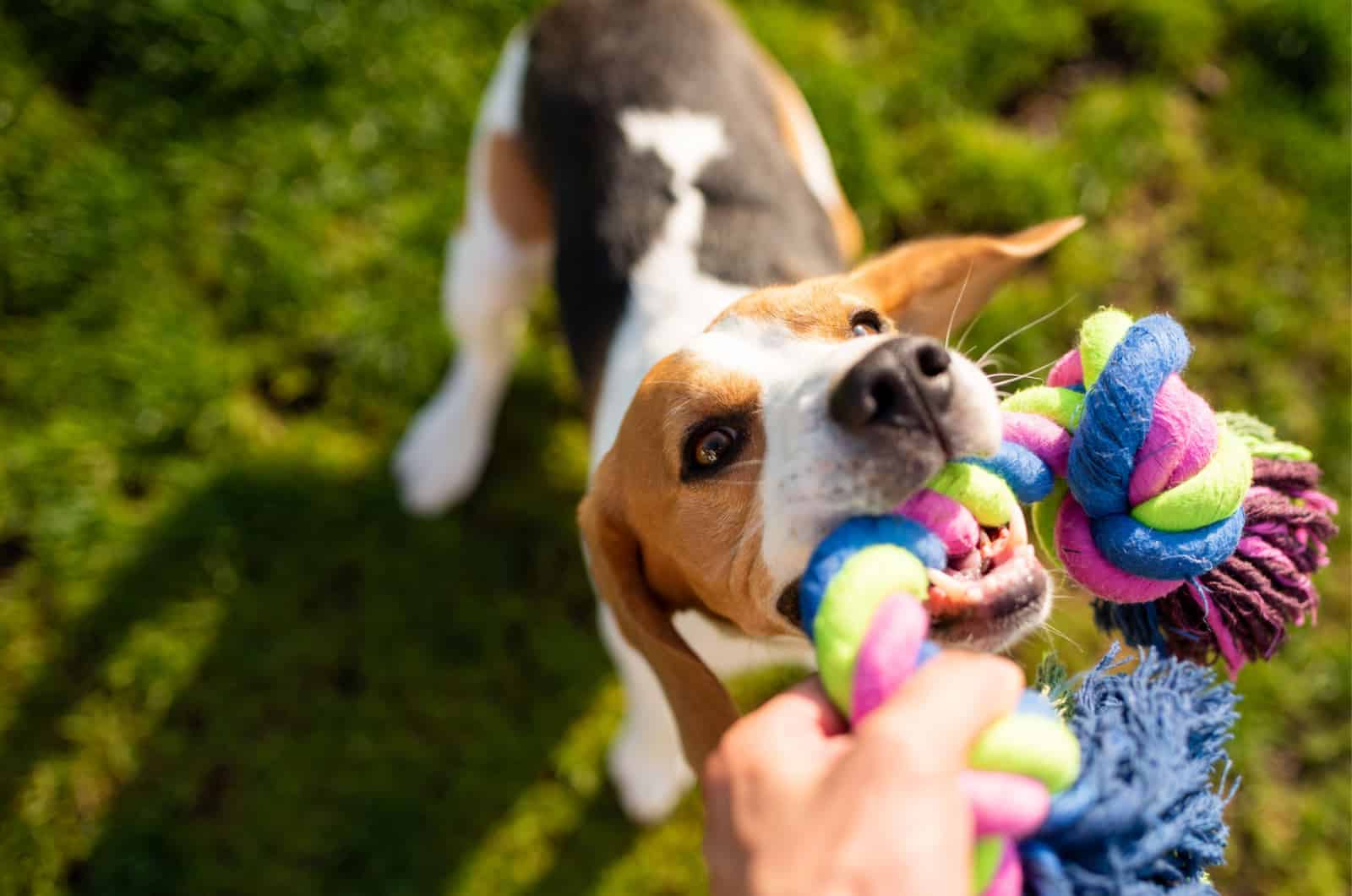 beagle tugging on a toy