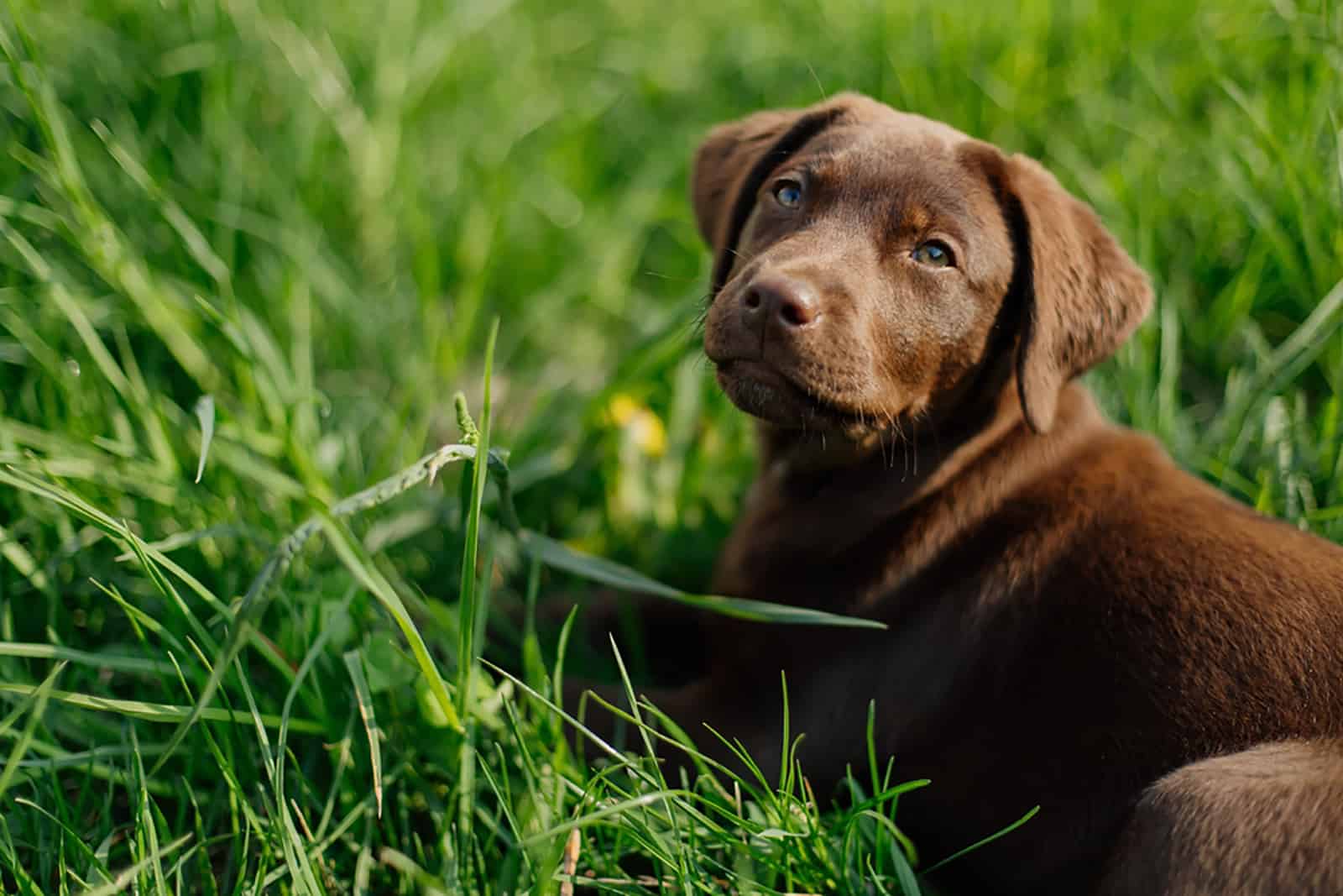 beautiful chocolate lab puppy lying on the grass