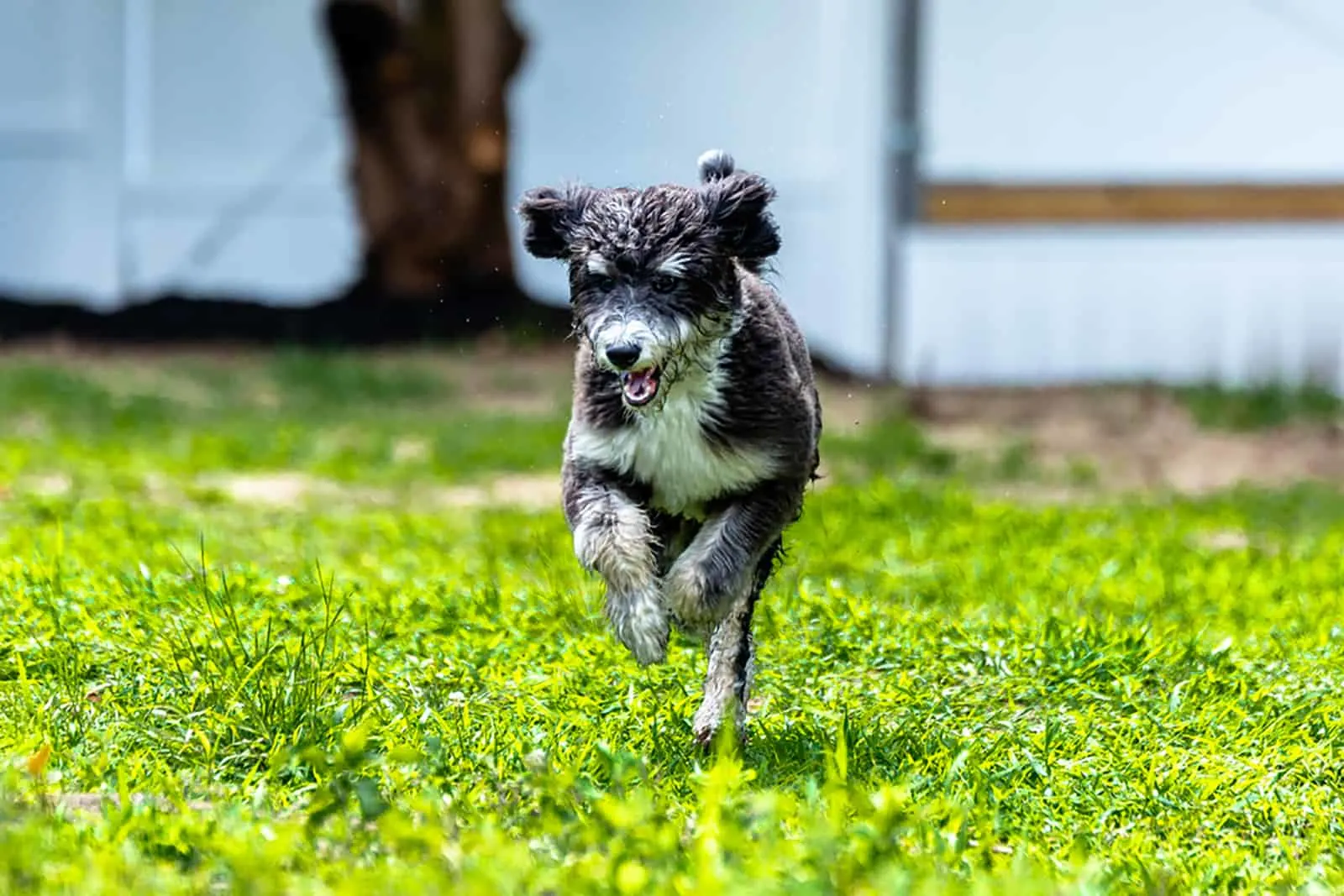 bernadoodle dog running in the park