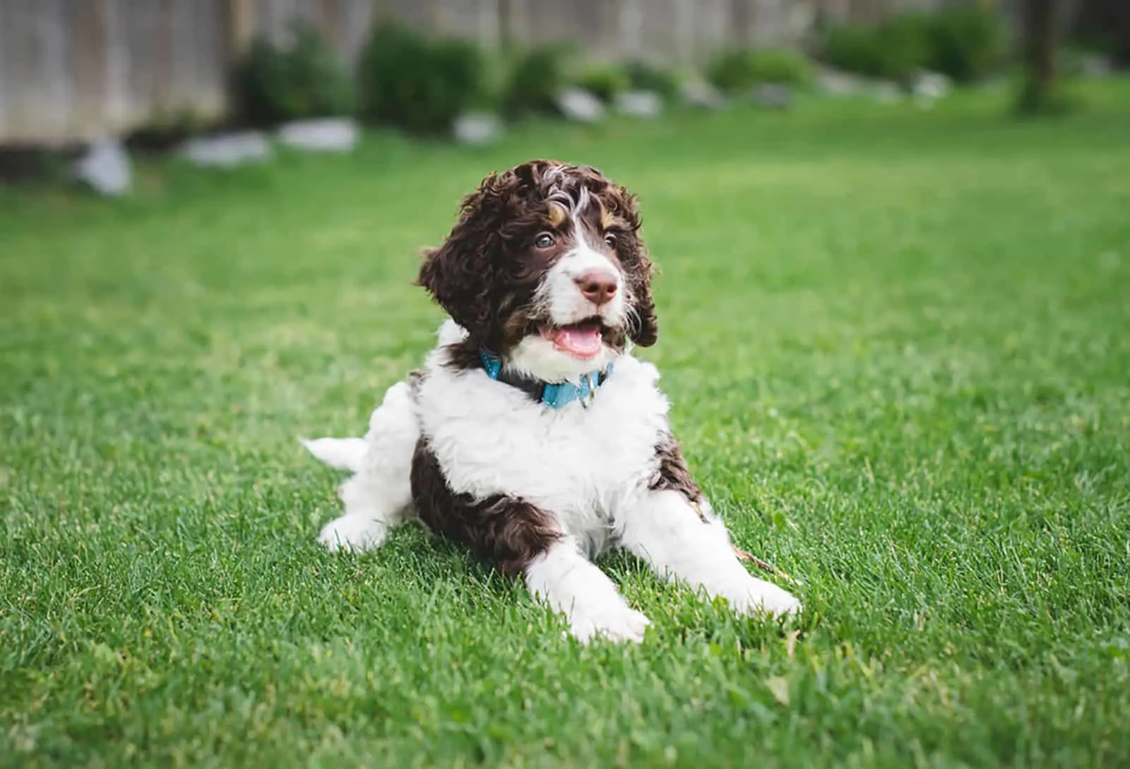 bernedoodle puppy laying on the grass in the park