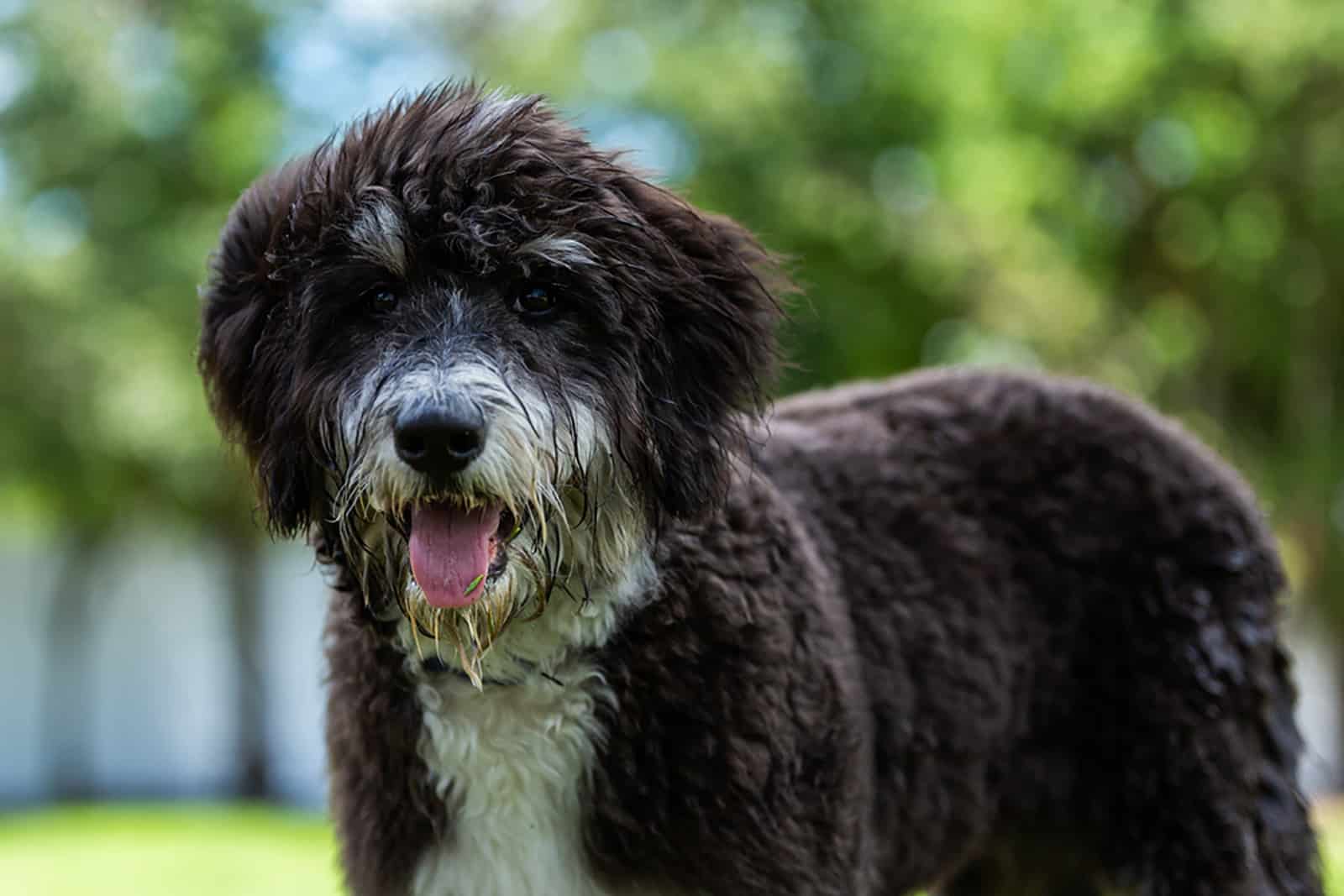 bernedoodle puppy in the park