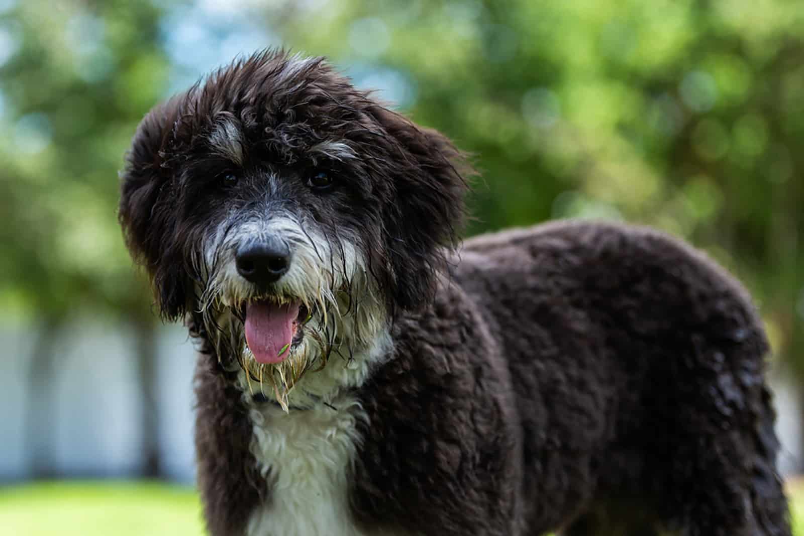 bernedoodle dog in the park