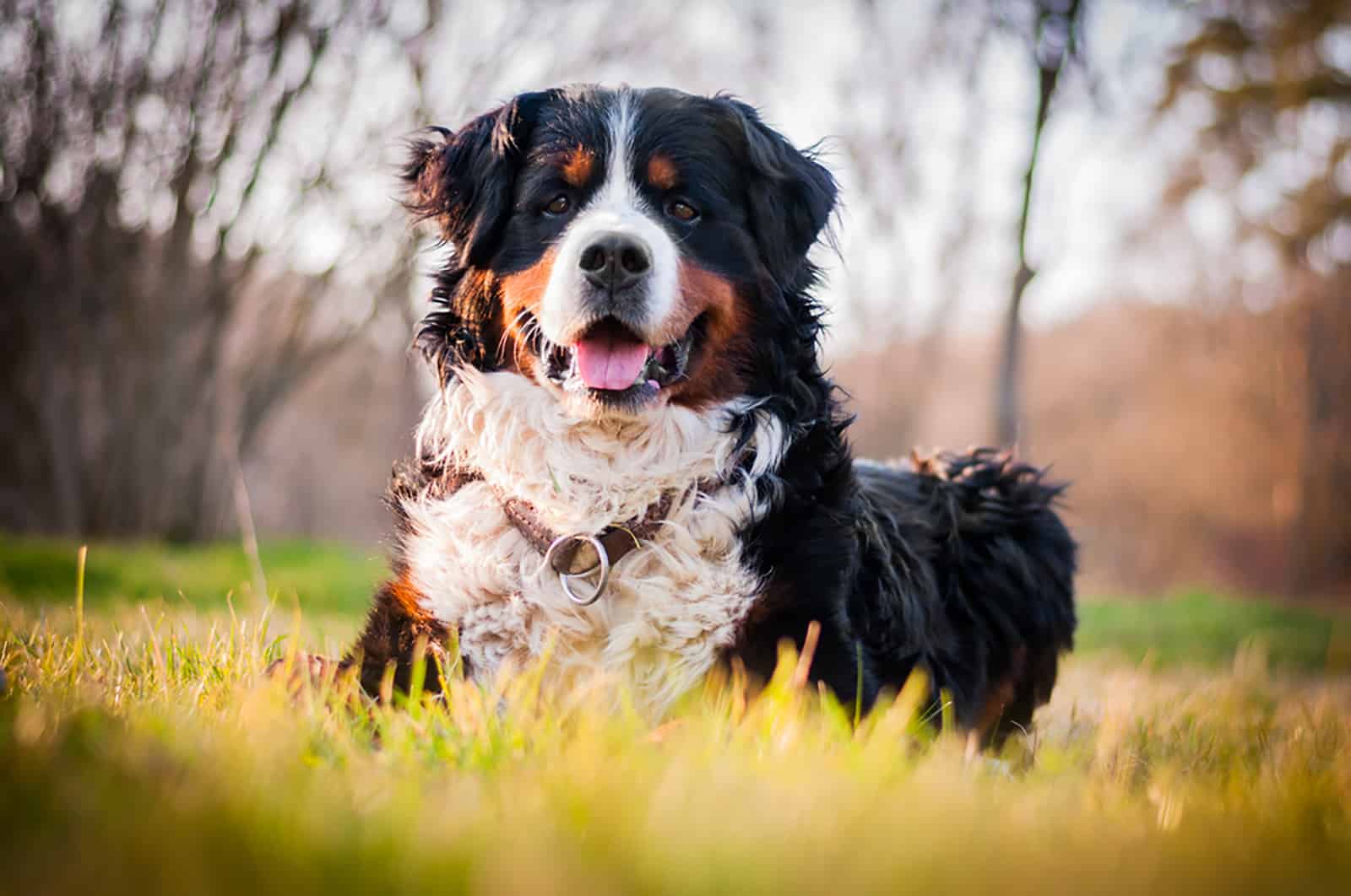 bernese mountain dog sitting in the grass