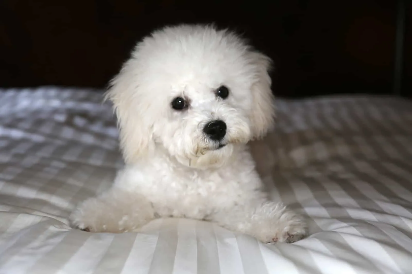 bichon frise puppy lying on the bed