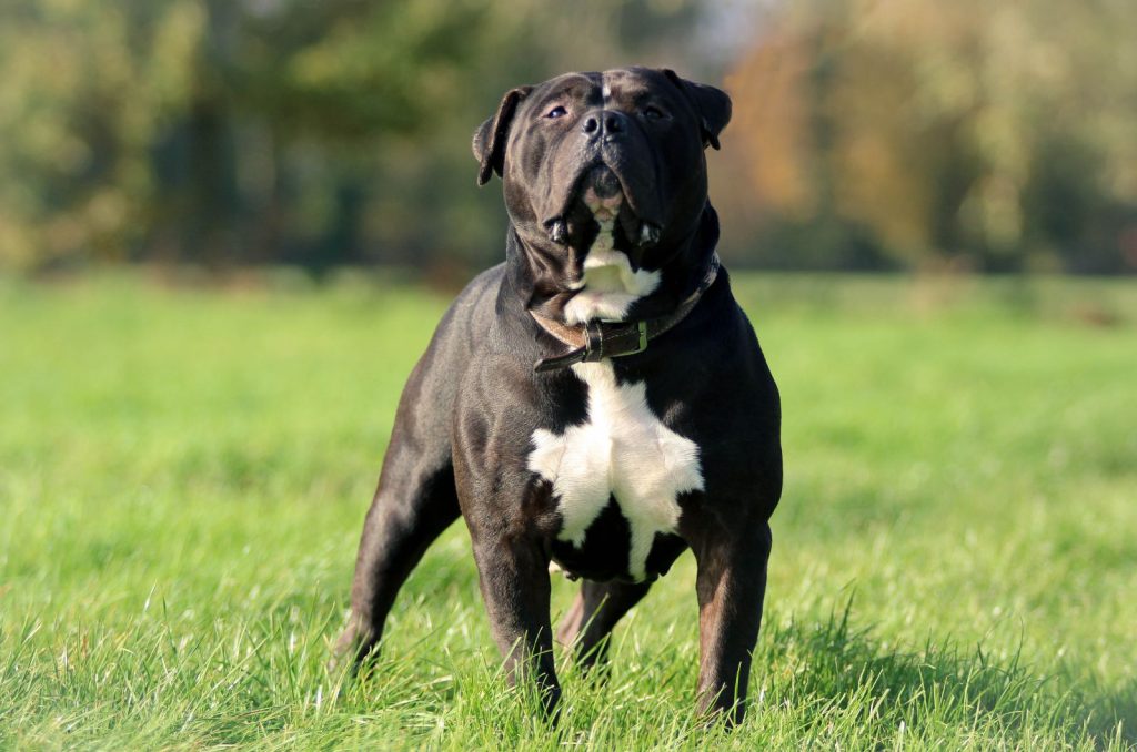 Here Are 8 XL Bully Breeders You Can Trust